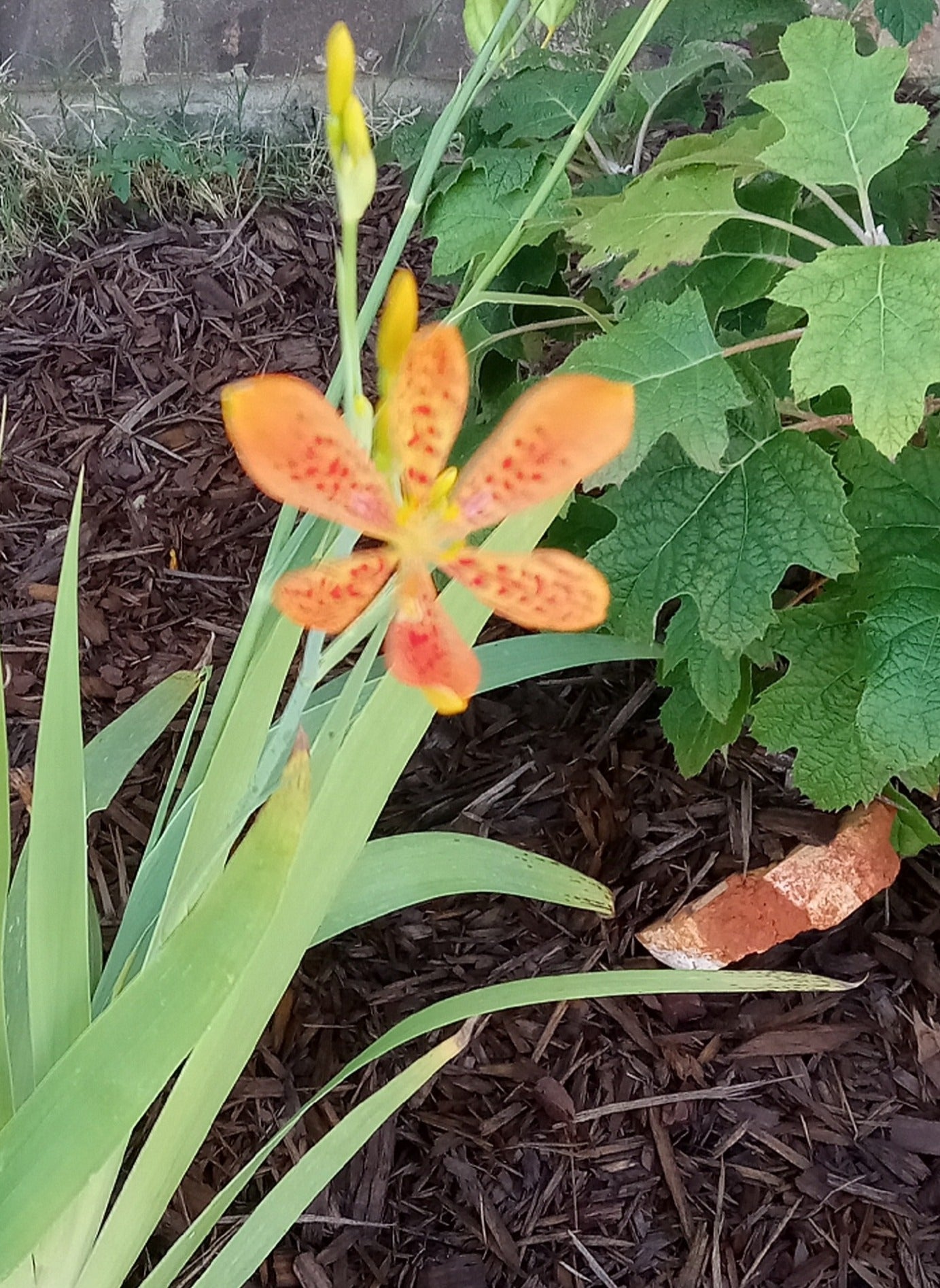 Blackberry Lily (Belamcanda chinensis) plant