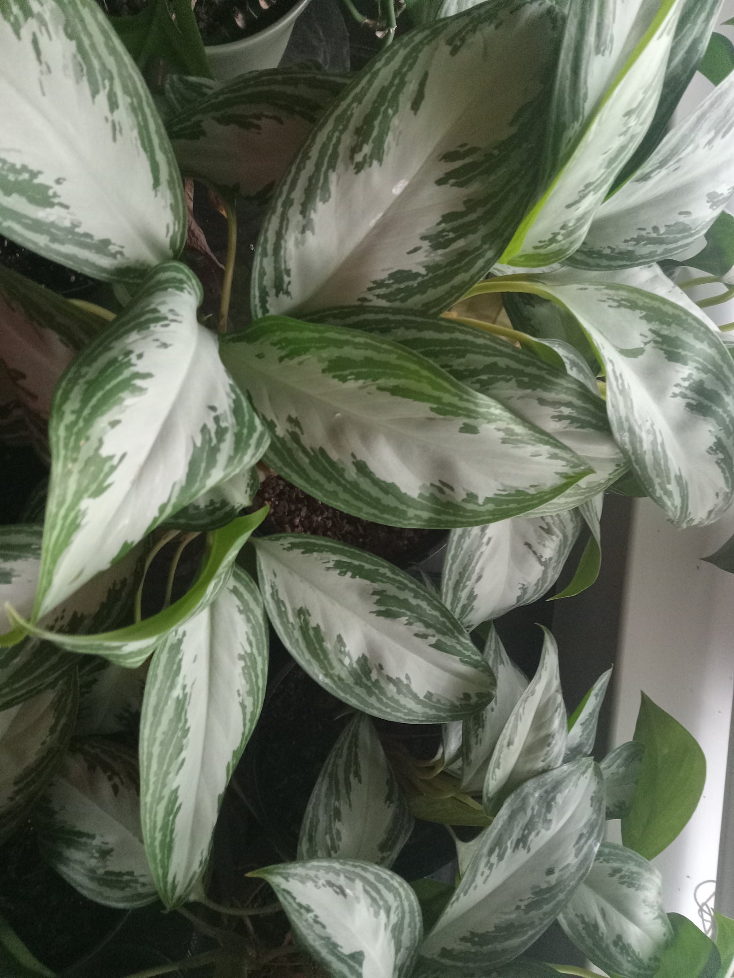 Aglaonema (Chinese Evergreen) QTY 2