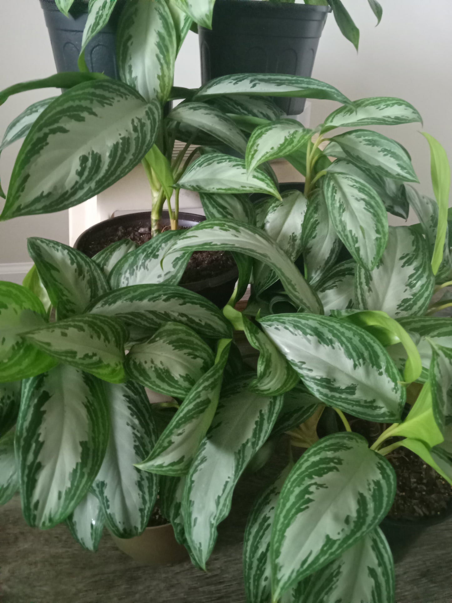 Aglaonema (Chinese Evergreen) QTY 2