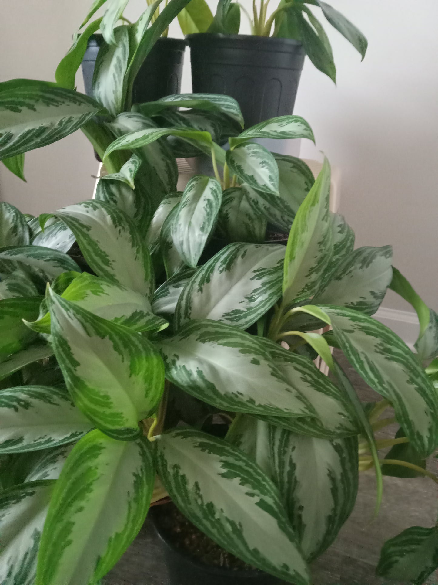 Aglaonema (Chinese Evergreen) QTY 2