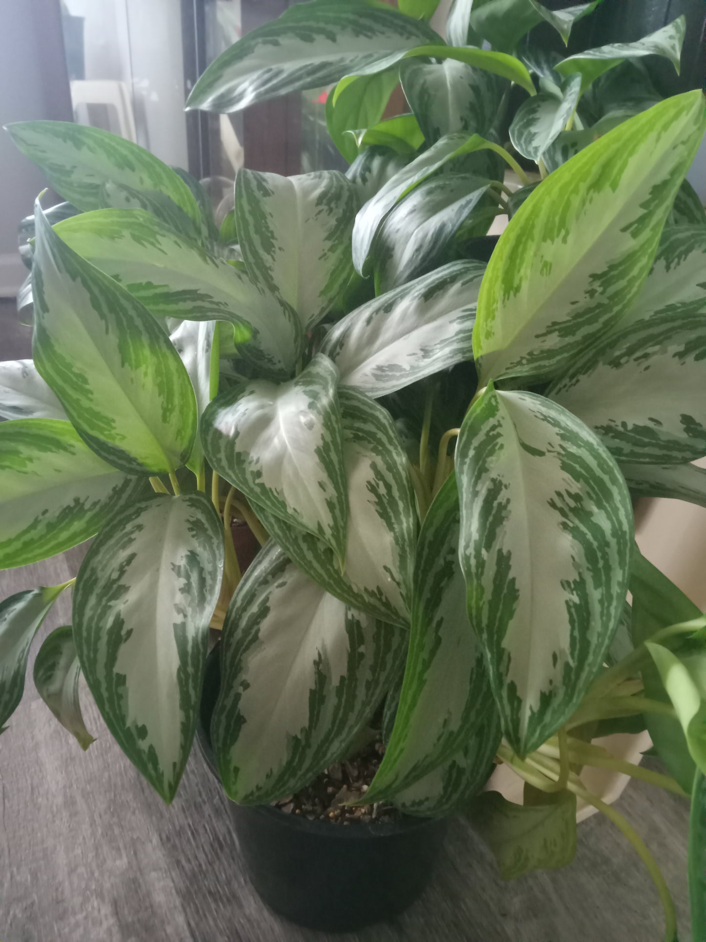 Aglaonema (Chinese Evergreen) QTY 2