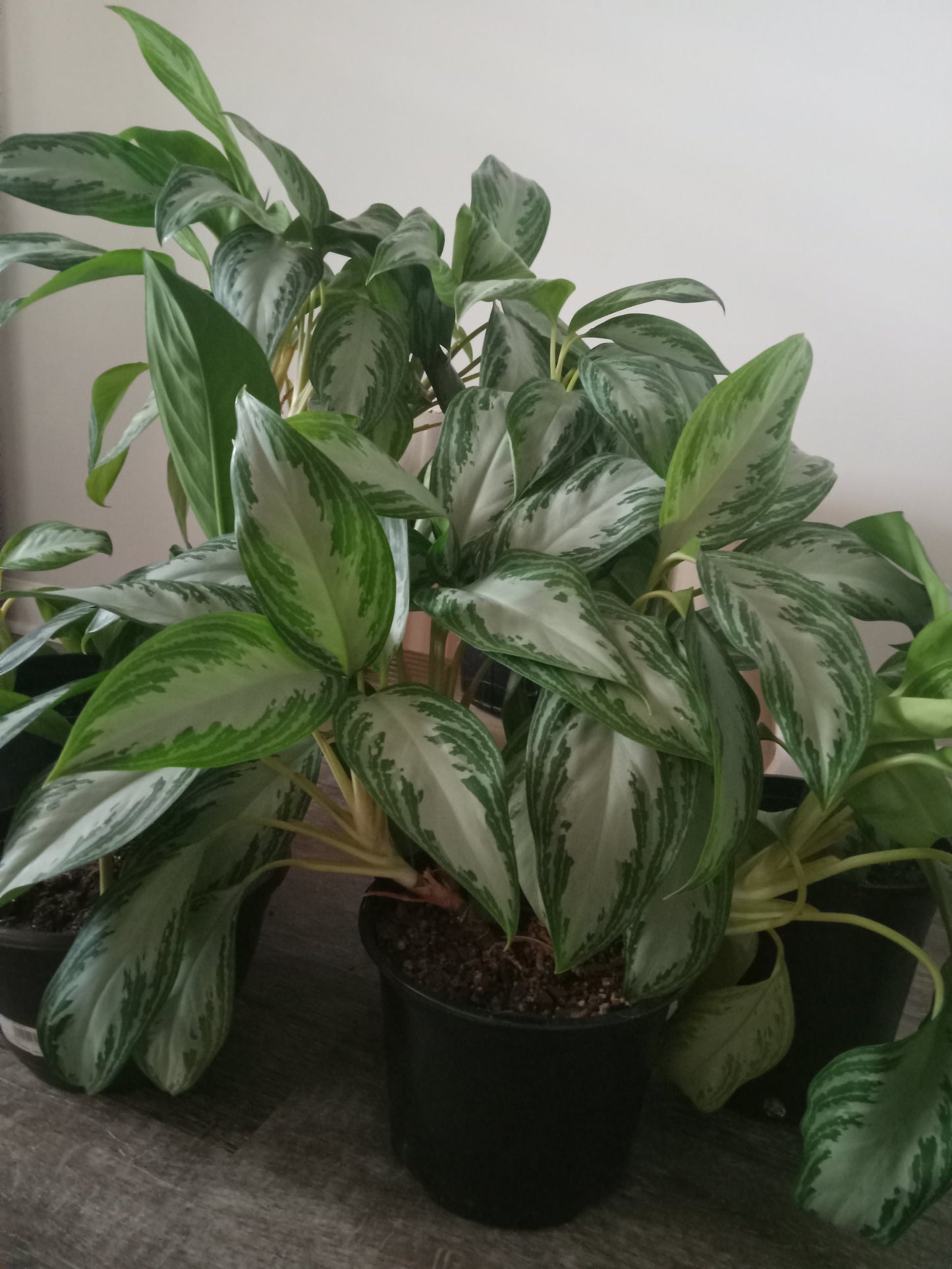 Aglaonema (Chinese Evergreen) QTY 2