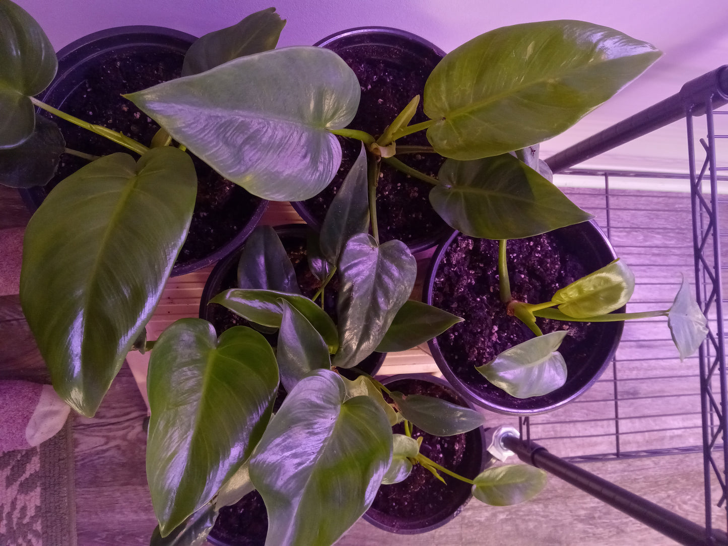 Philodendron QTY 2