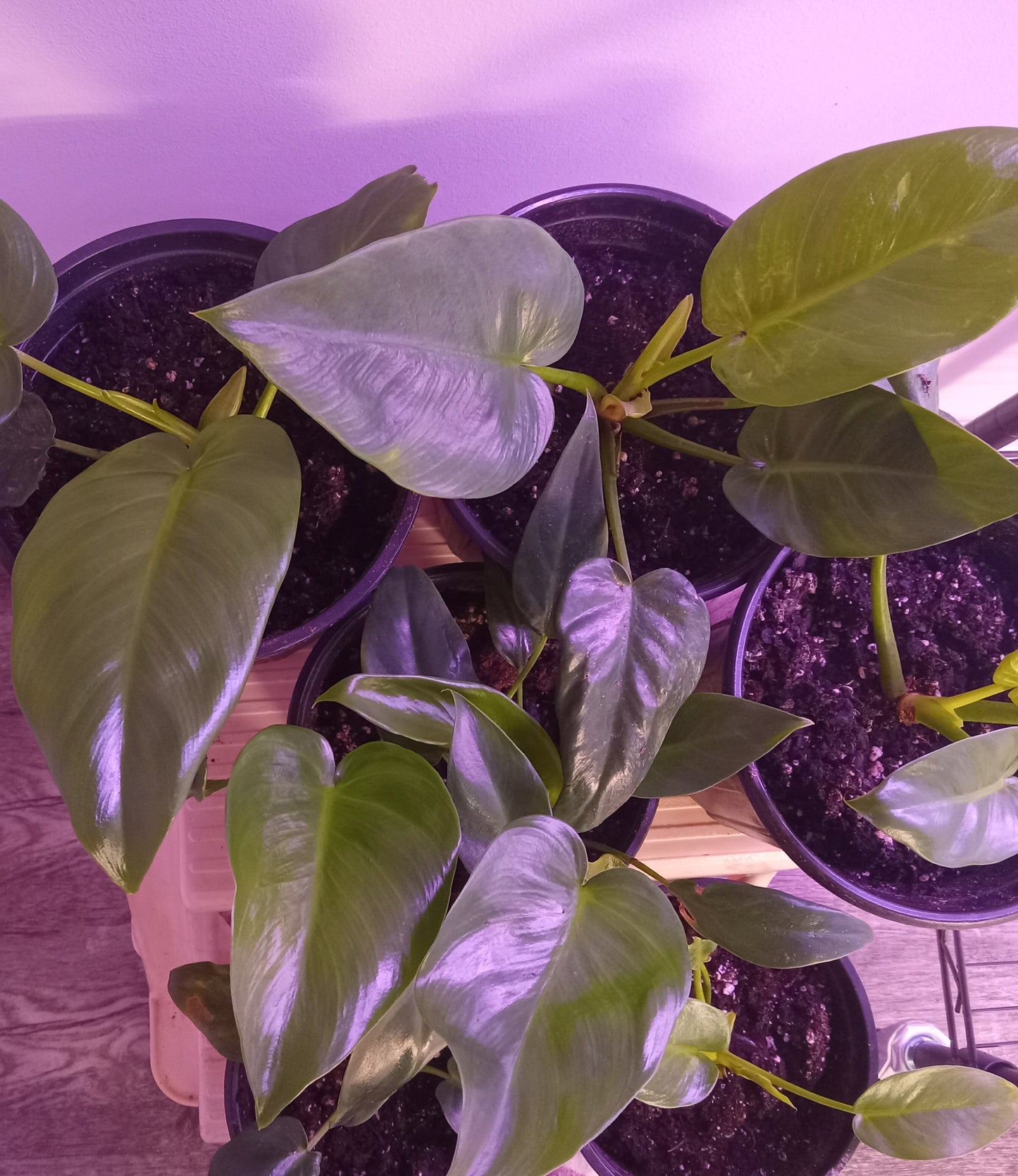Philodendron QTY 2