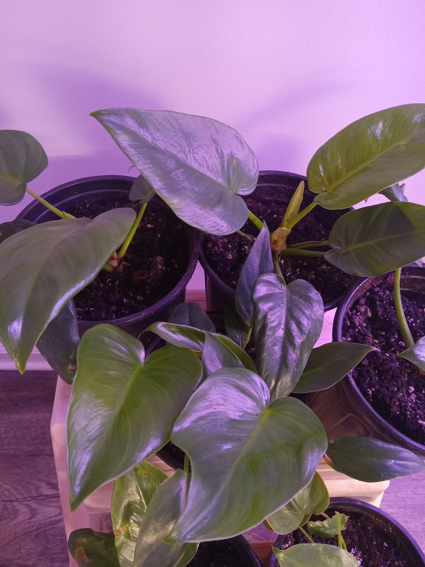 Philodendron QTY 2