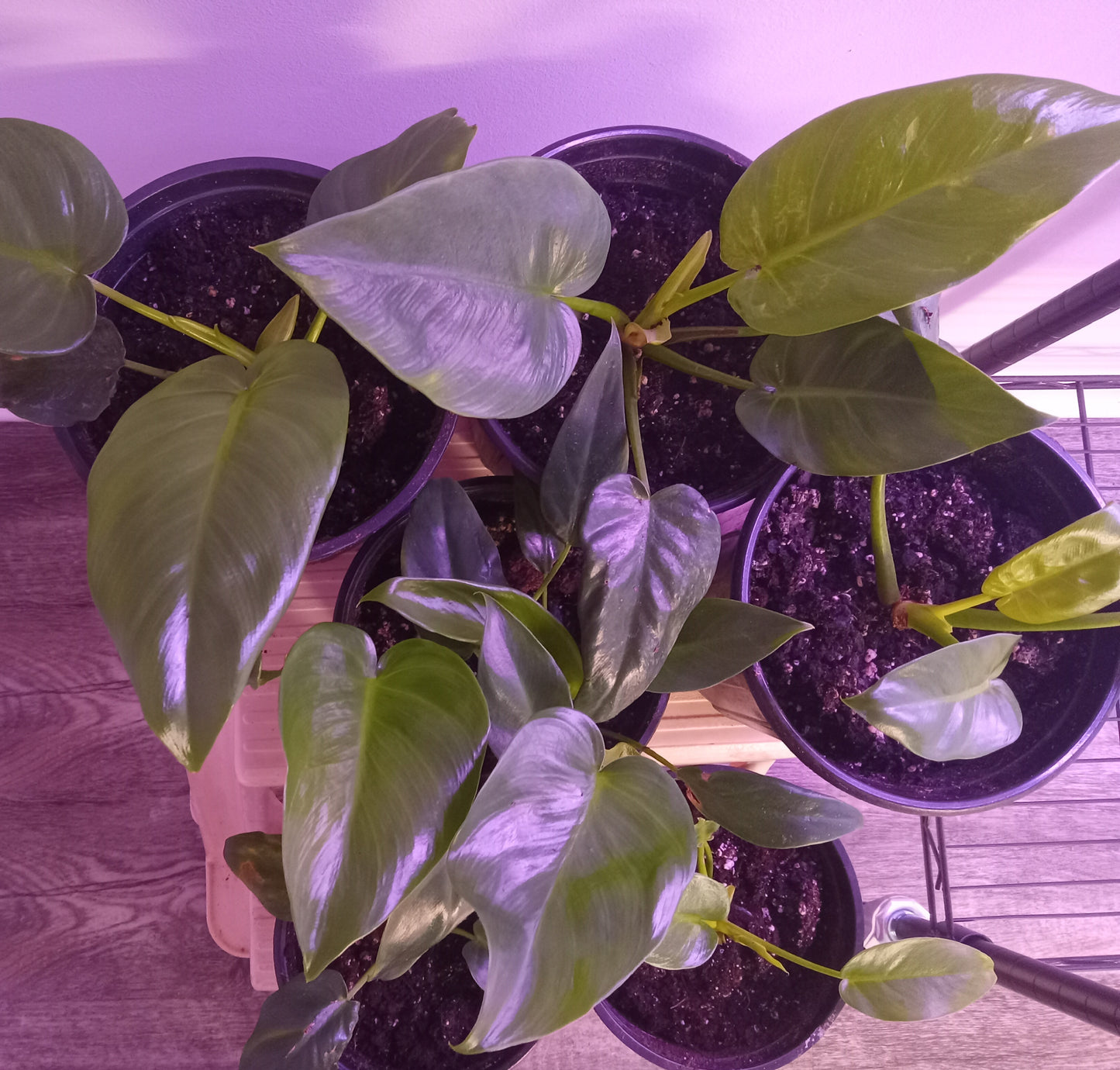 Philodendron QTY 2