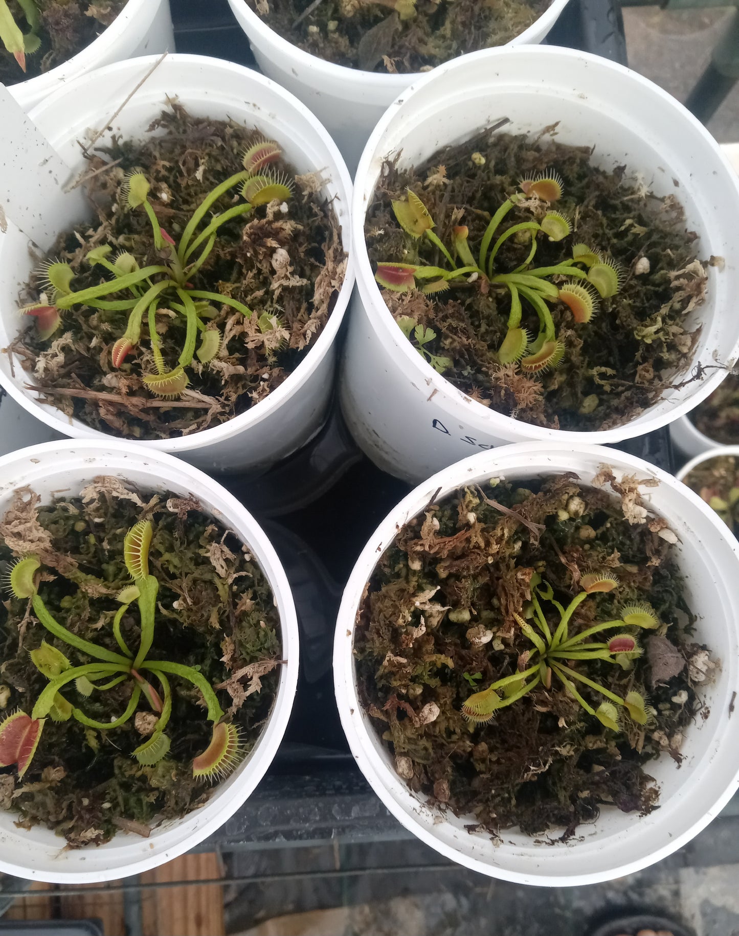 Dionaea musipula "Schuppenstiel" (Venus Flytrap) Carnivorous Plant