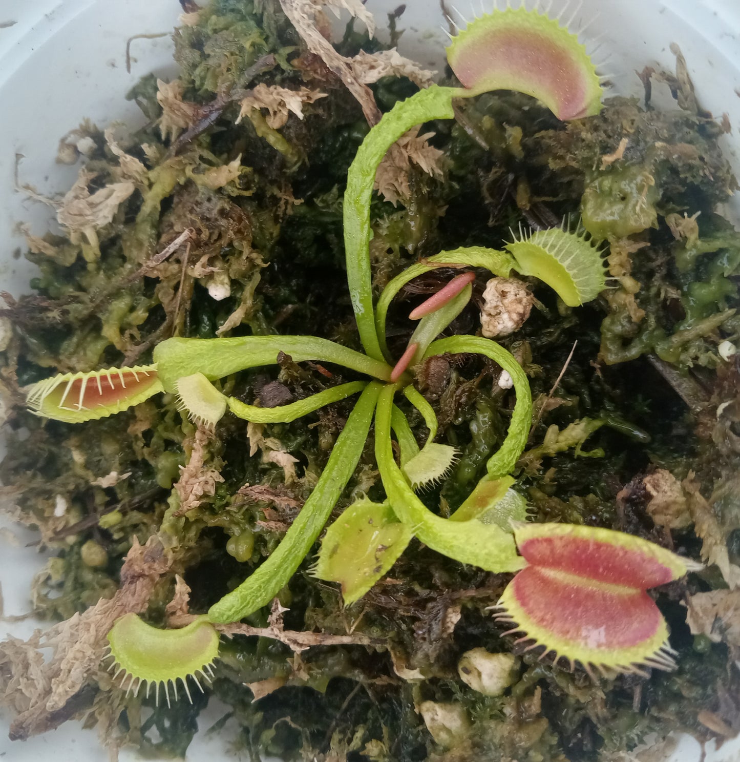 Dionaea musipula "Schuppenstiel" (Venus Flytrap) Carnivorous Plant