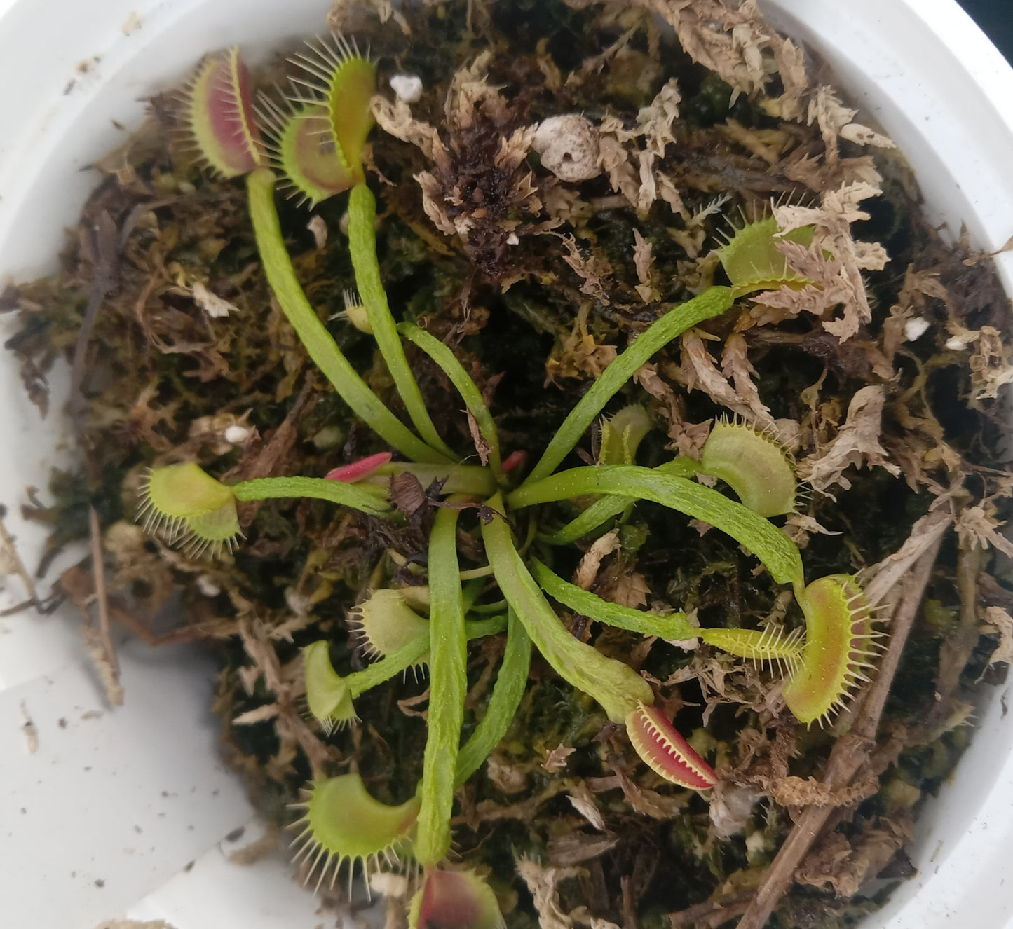 Dionaea musipula "Schuppenstiel" (Venus Flytrap) Carnivorous Plant