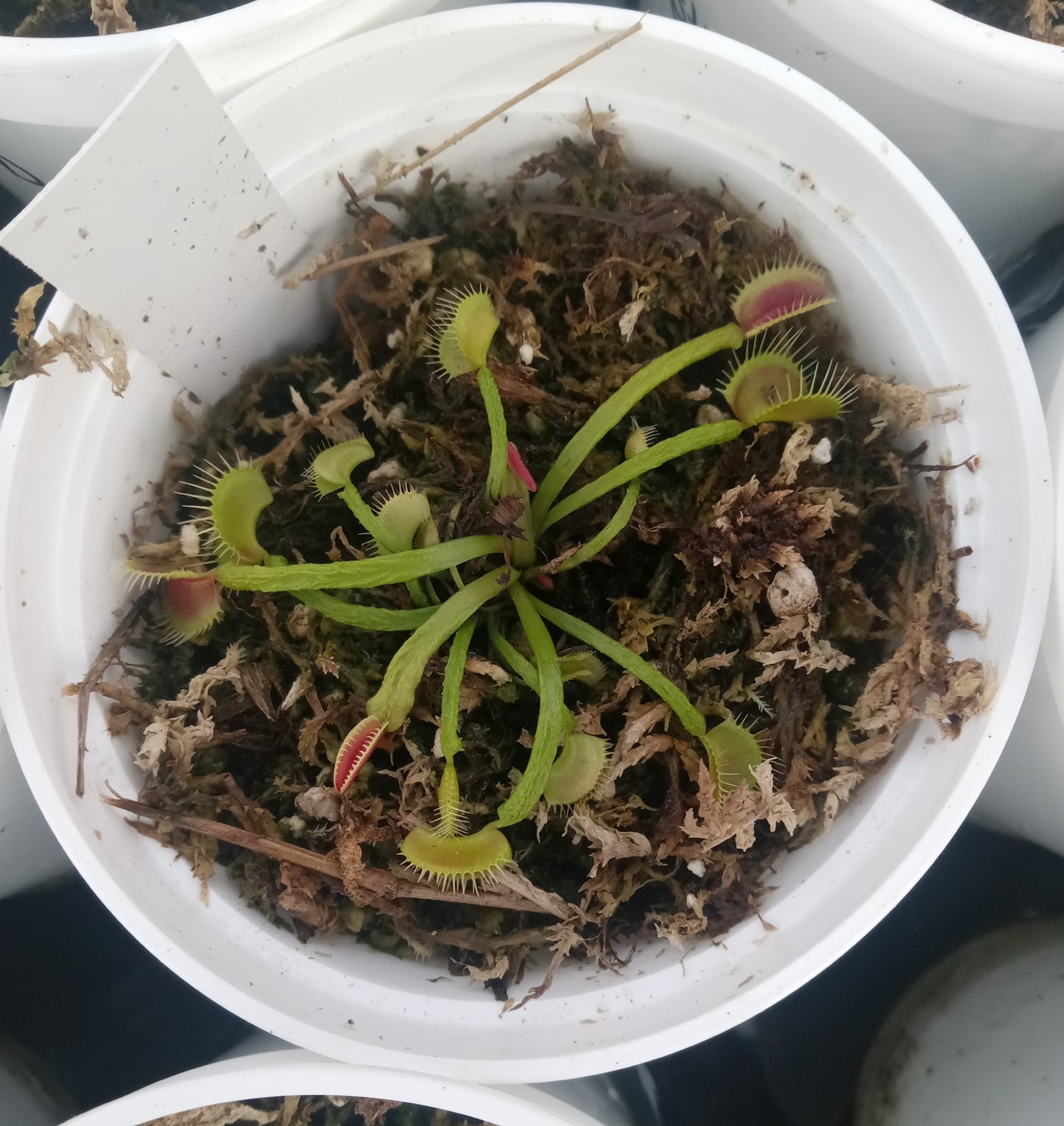 Dionaea musipula "Schuppenstiel" (Venus Flytrap) Carnivorous Plant
