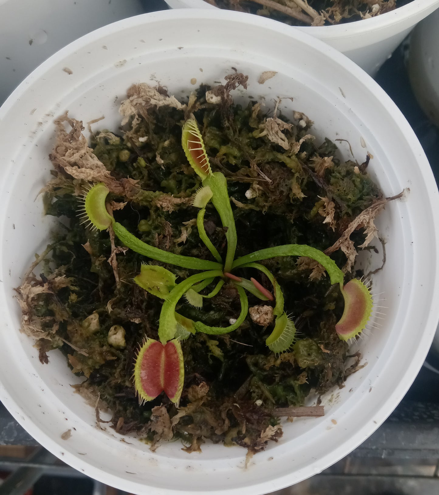 Dionaea musipula "Schuppenstiel" (Venus Flytrap) Carnivorous Plant