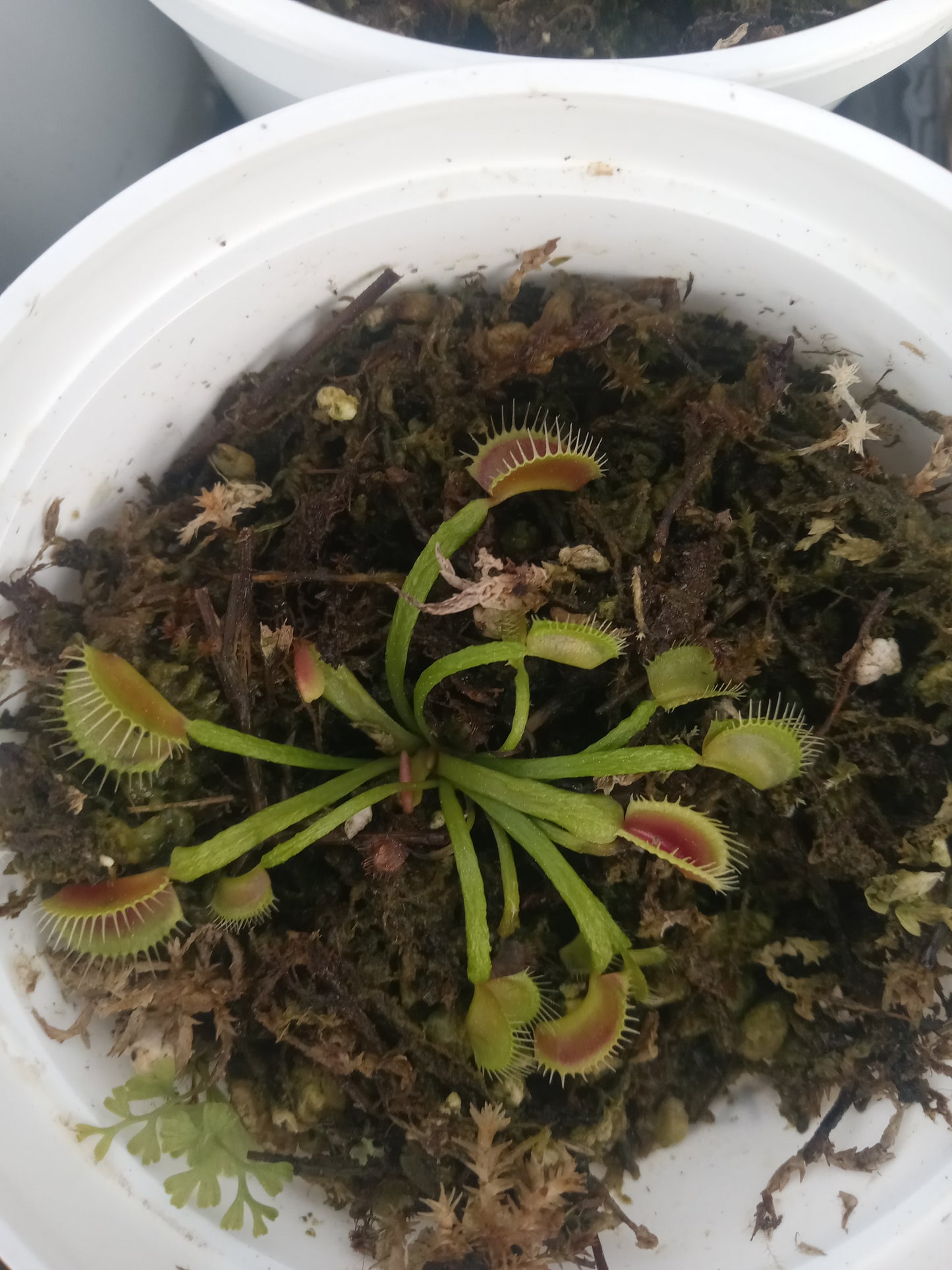 Dionaea musipula "Schuppenstiel" (Venus Flytrap) Carnivorous Plant