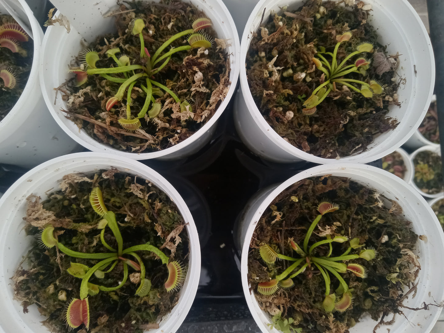 Dionaea musipula "Schuppenstiel" (Venus Flytrap) Carnivorous Plant