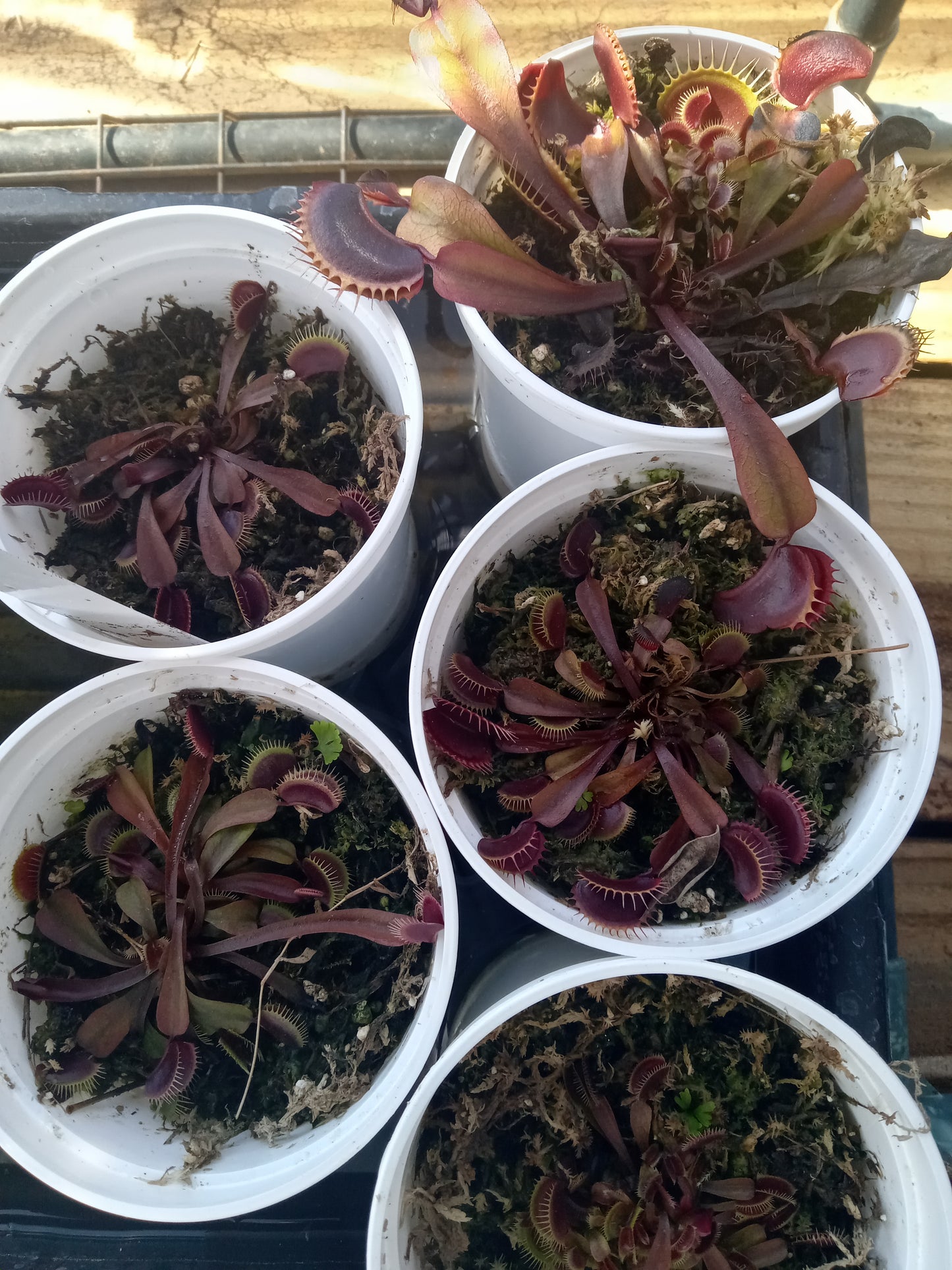Dionaea muscipula (Maroon Monster)