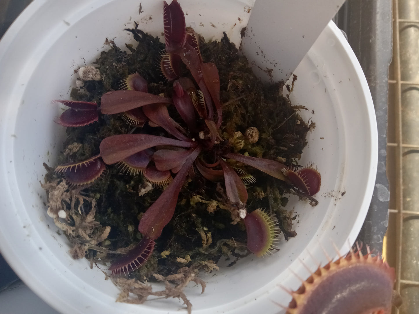 Dionaea muscipula (Maroon Monster)