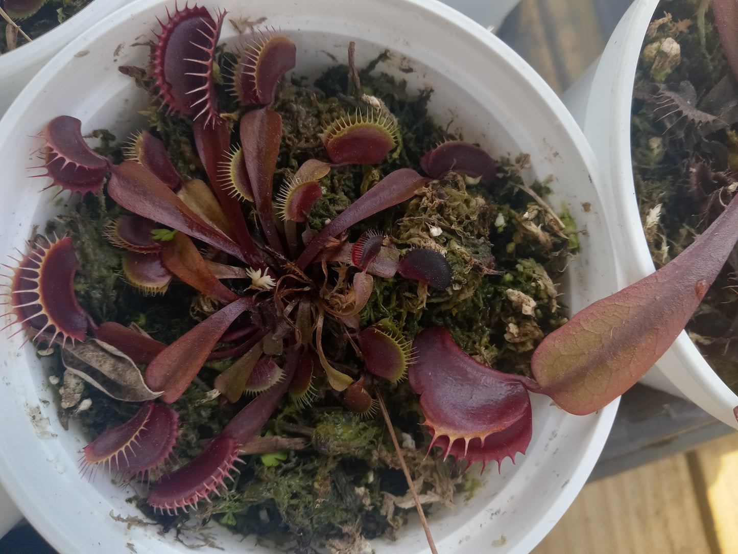 Dionaea muscipula (Maroon Monster)