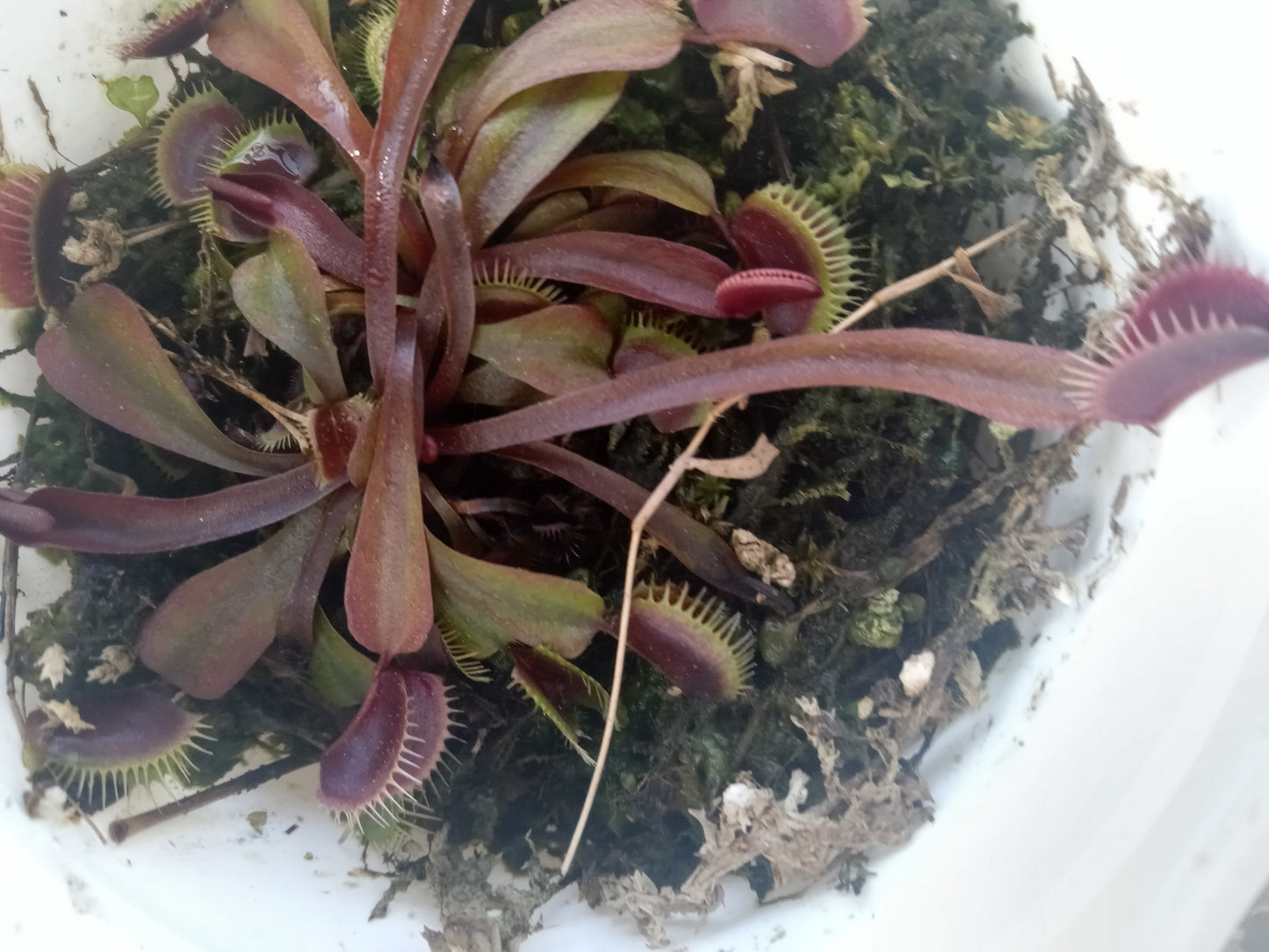 Dionaea muscipula (Maroon Monster)