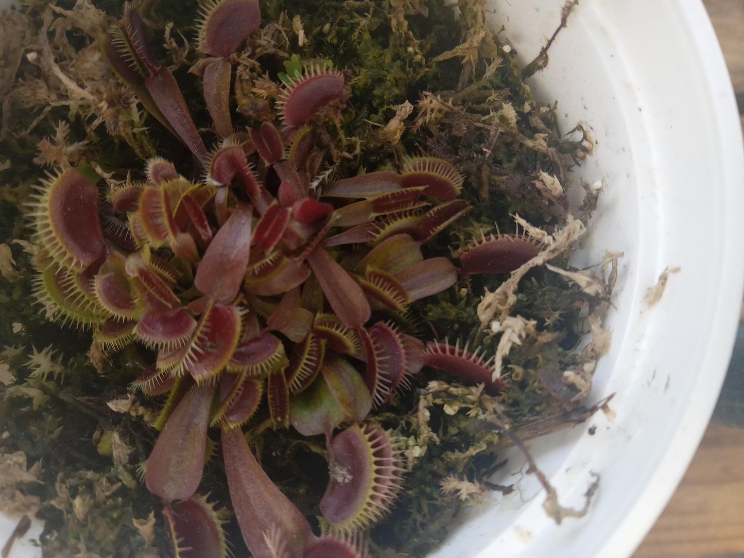 Dionaea muscipula (Maroon Monster)