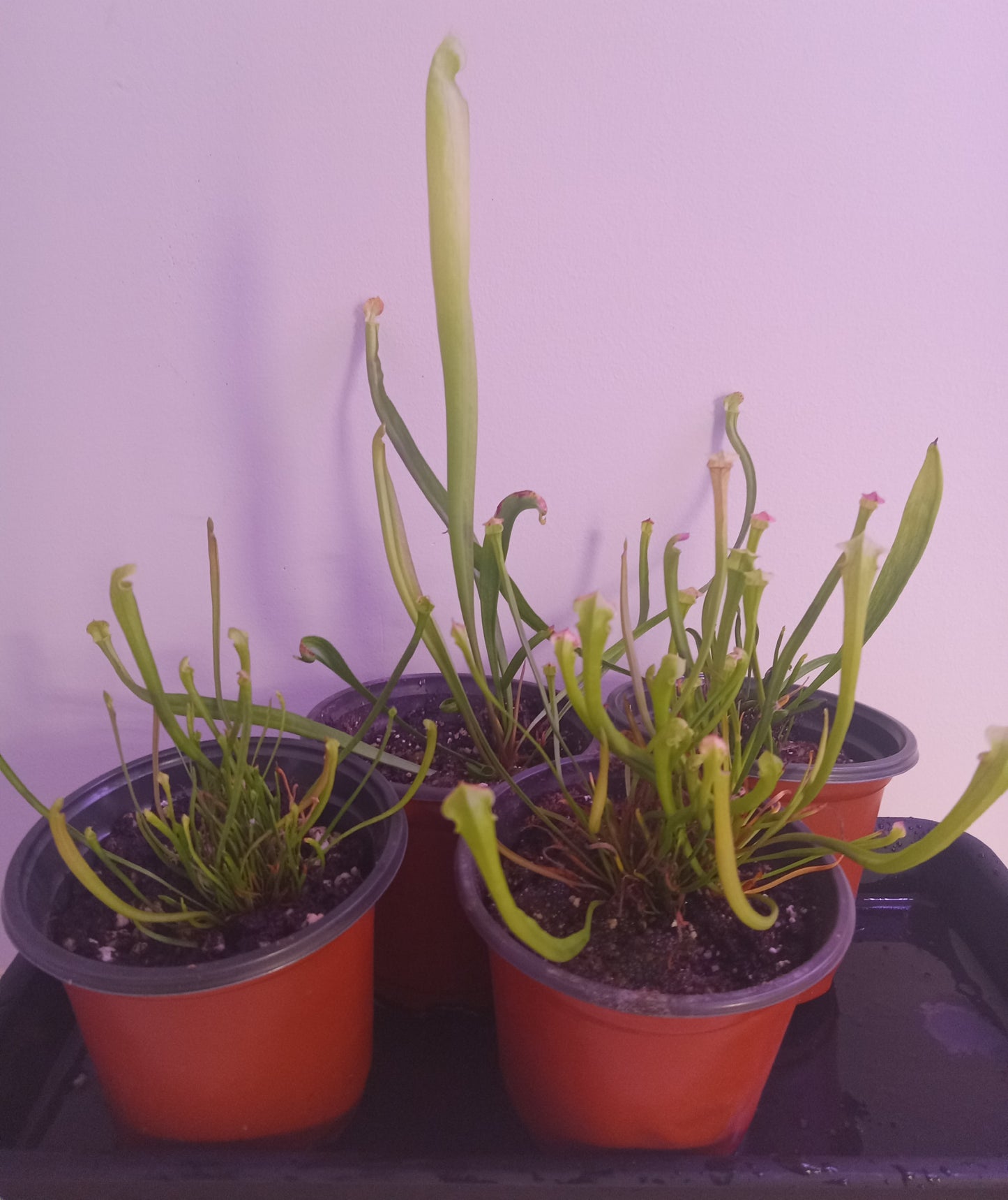 Sarracenia (Various)