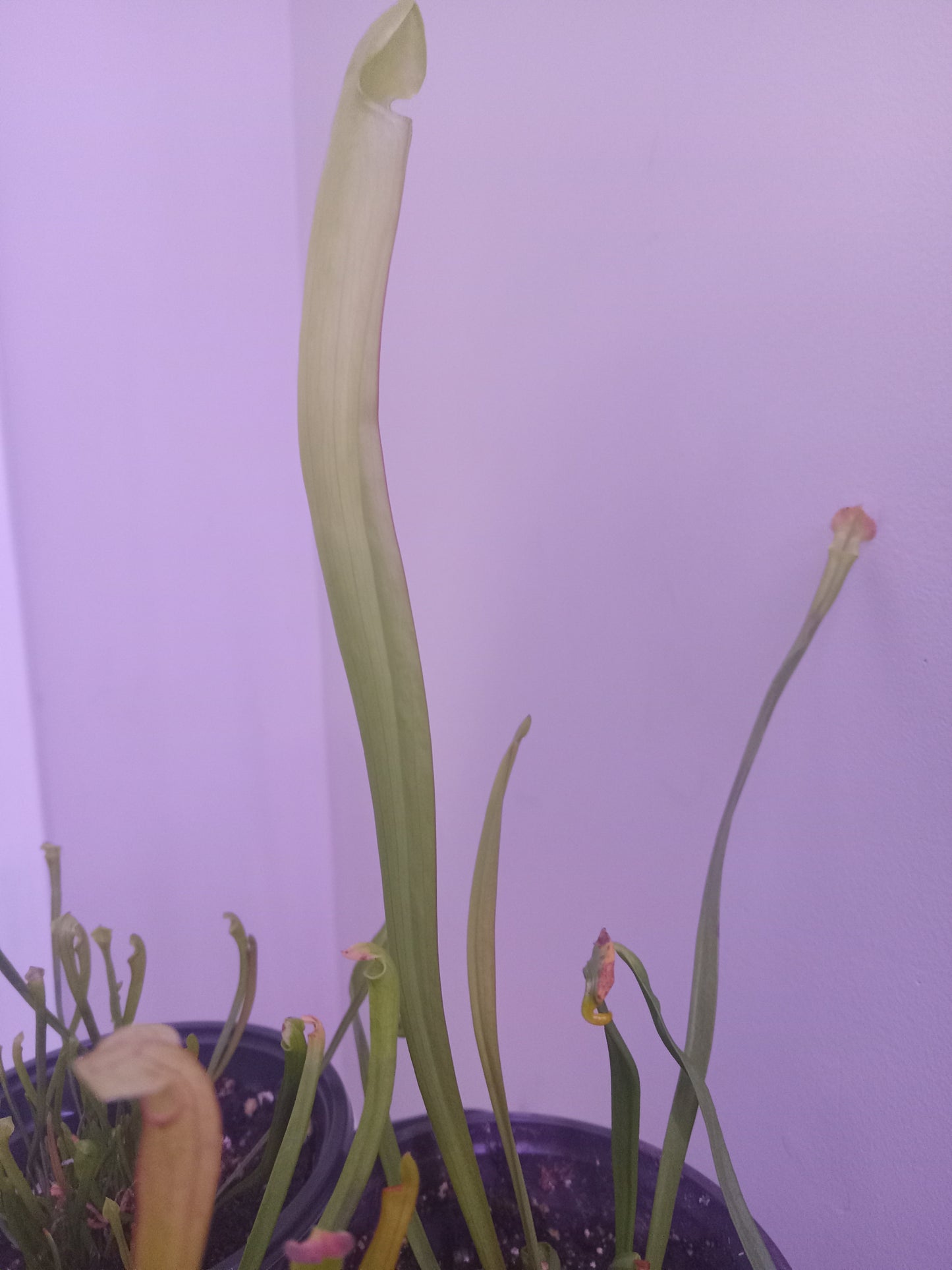 Sarracenia (Various)