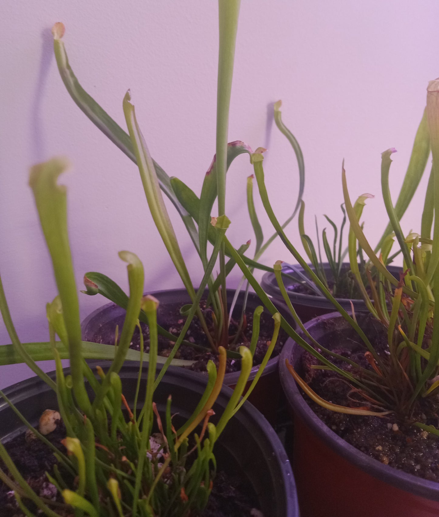 Sarracenia (Various)