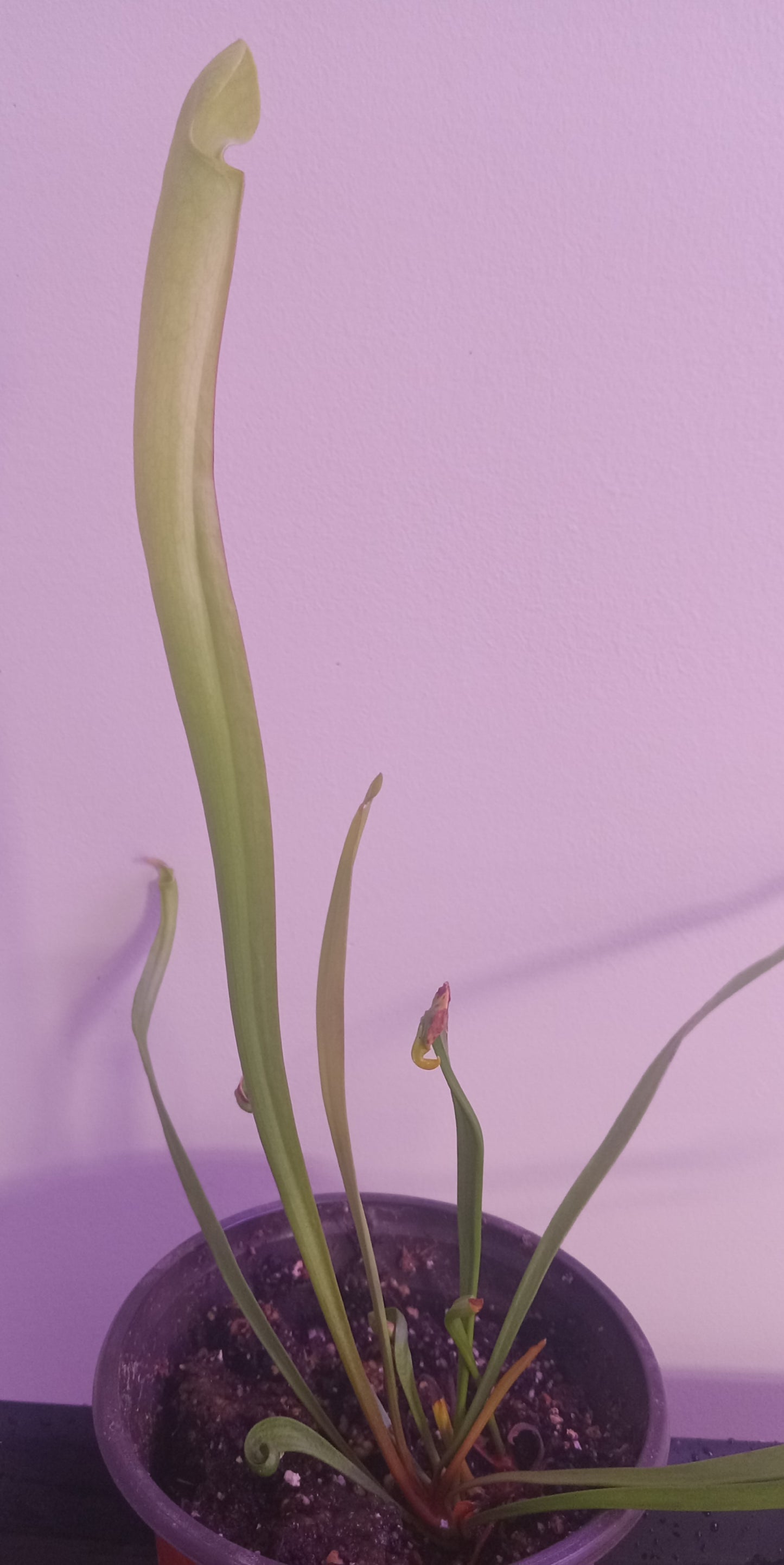 Sarracenia (Various)