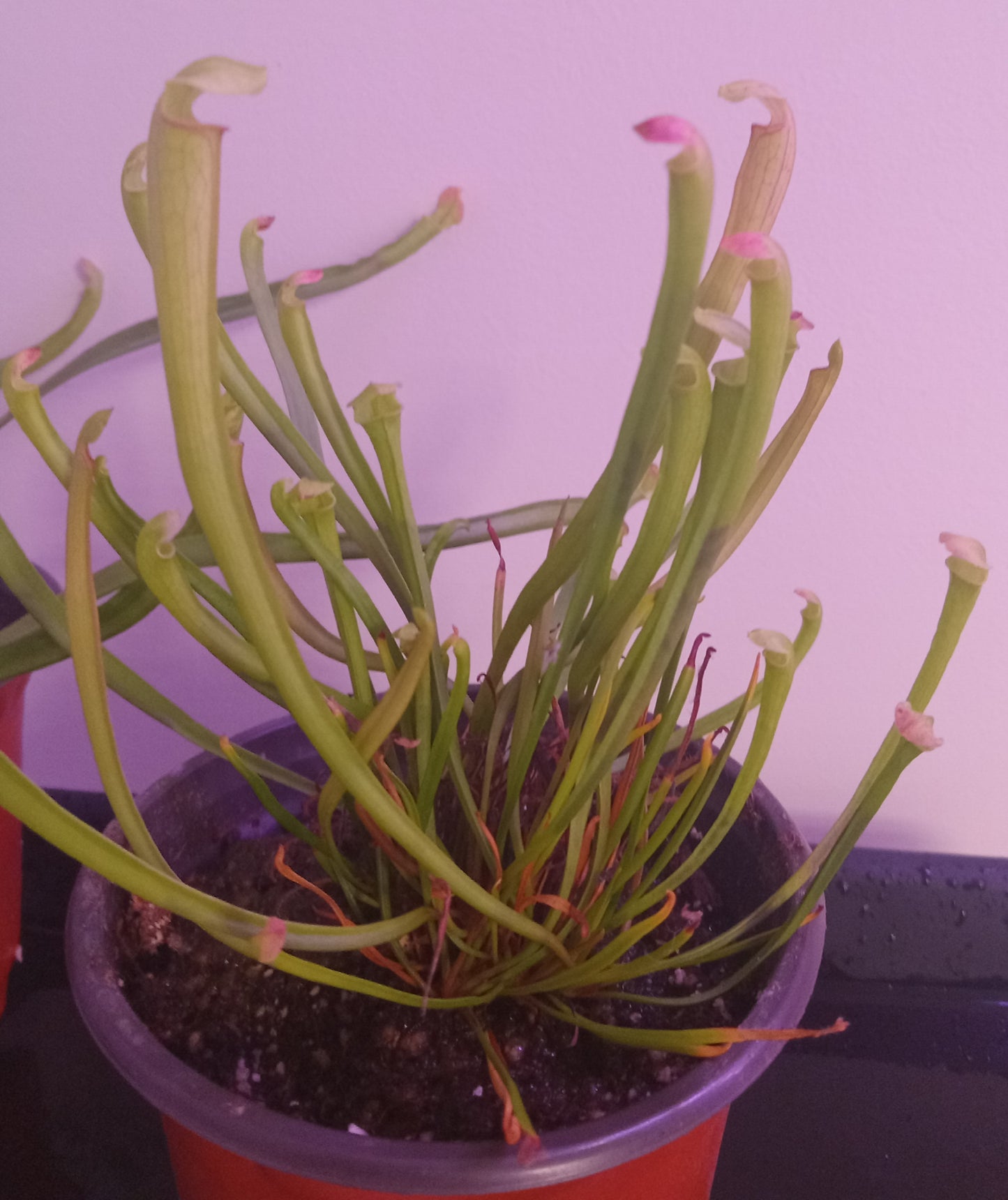 Sarracenia (Various)