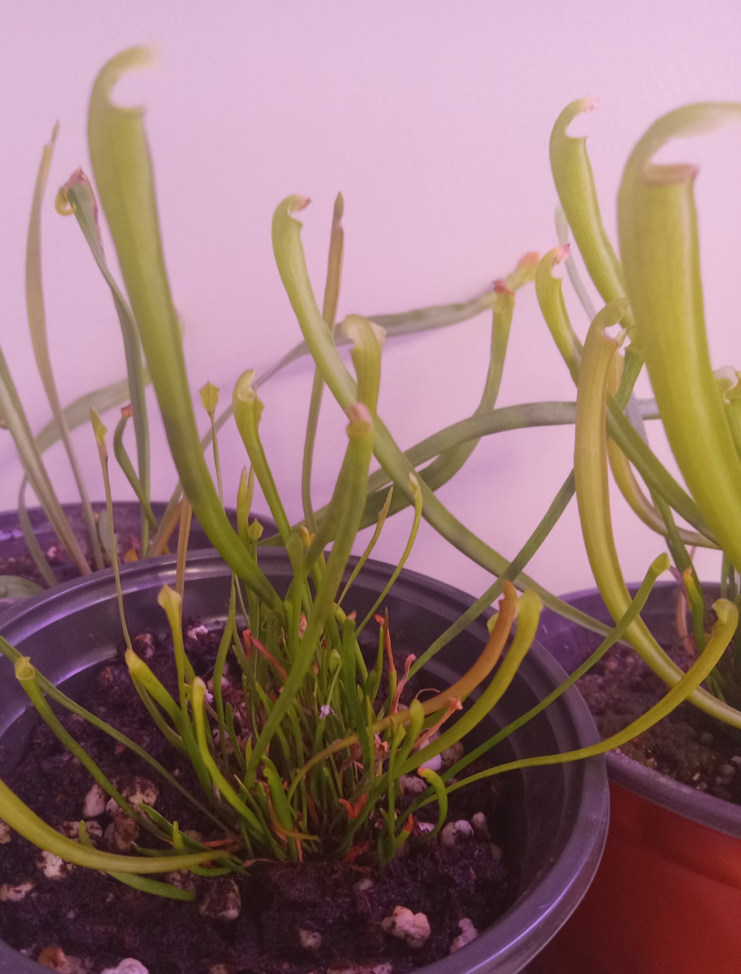 Sarracenia (Various)
