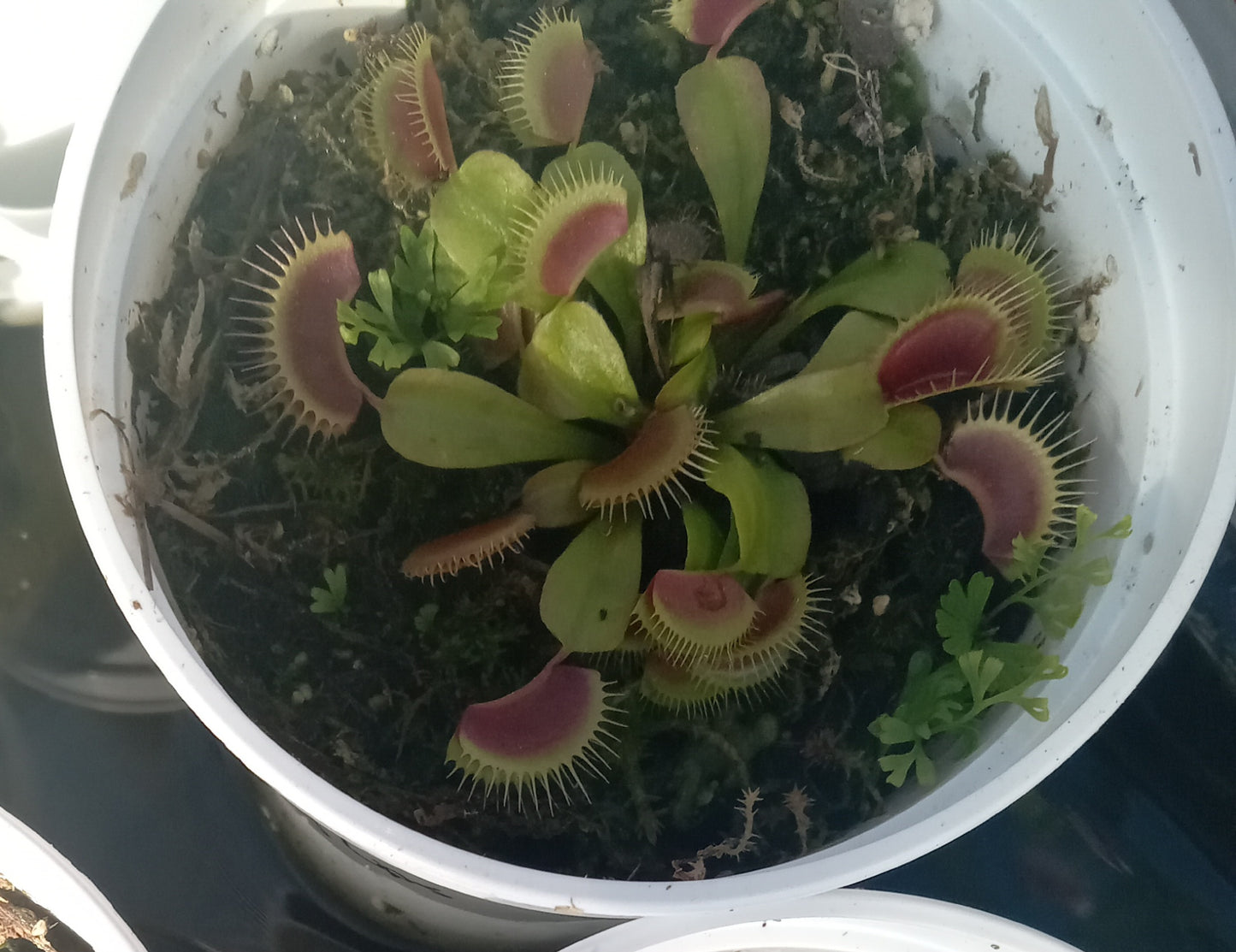 Dionaea musipula "Flaming Lips" (Venus Flytrap) .