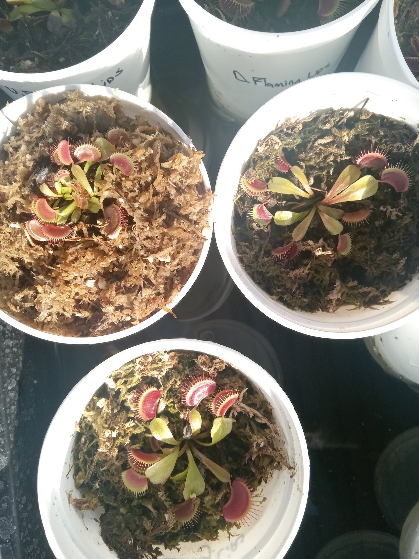 Dionaea musipula "Flaming Lips" (Venus Flytrap) .