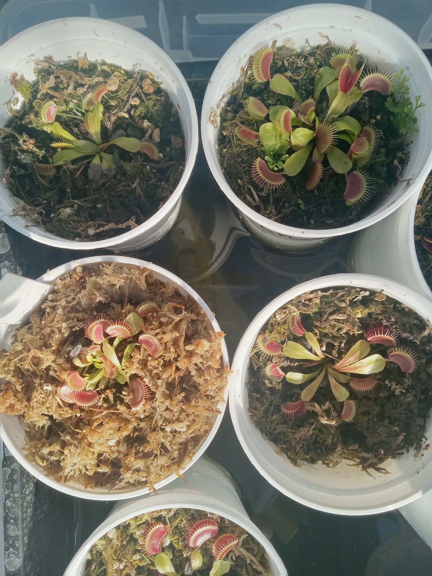 Dionaea musipula "Flaming Lips" (Venus Flytrap) .