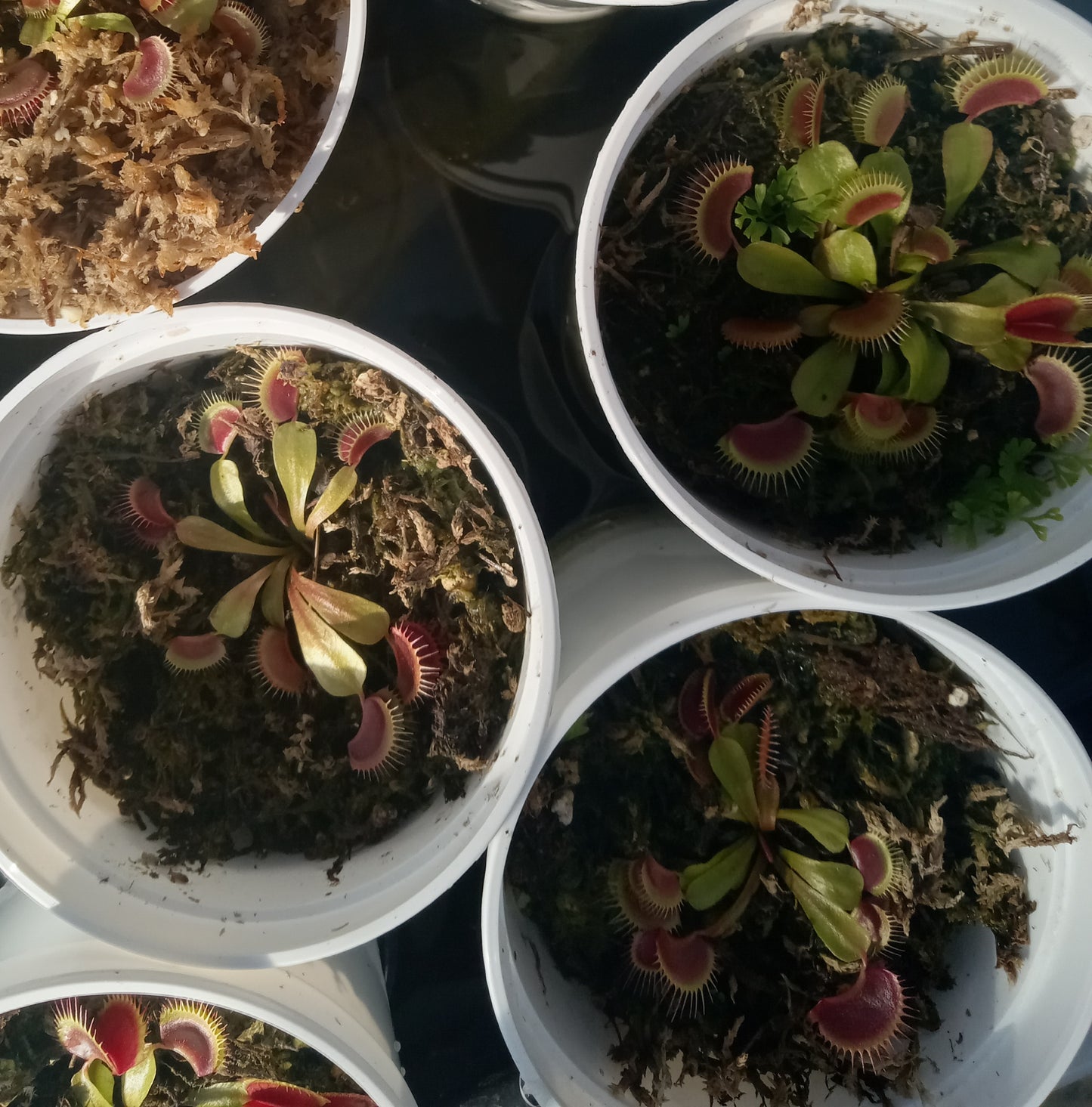 Dionaea musipula "Flaming Lips" (Venus Flytrap) .