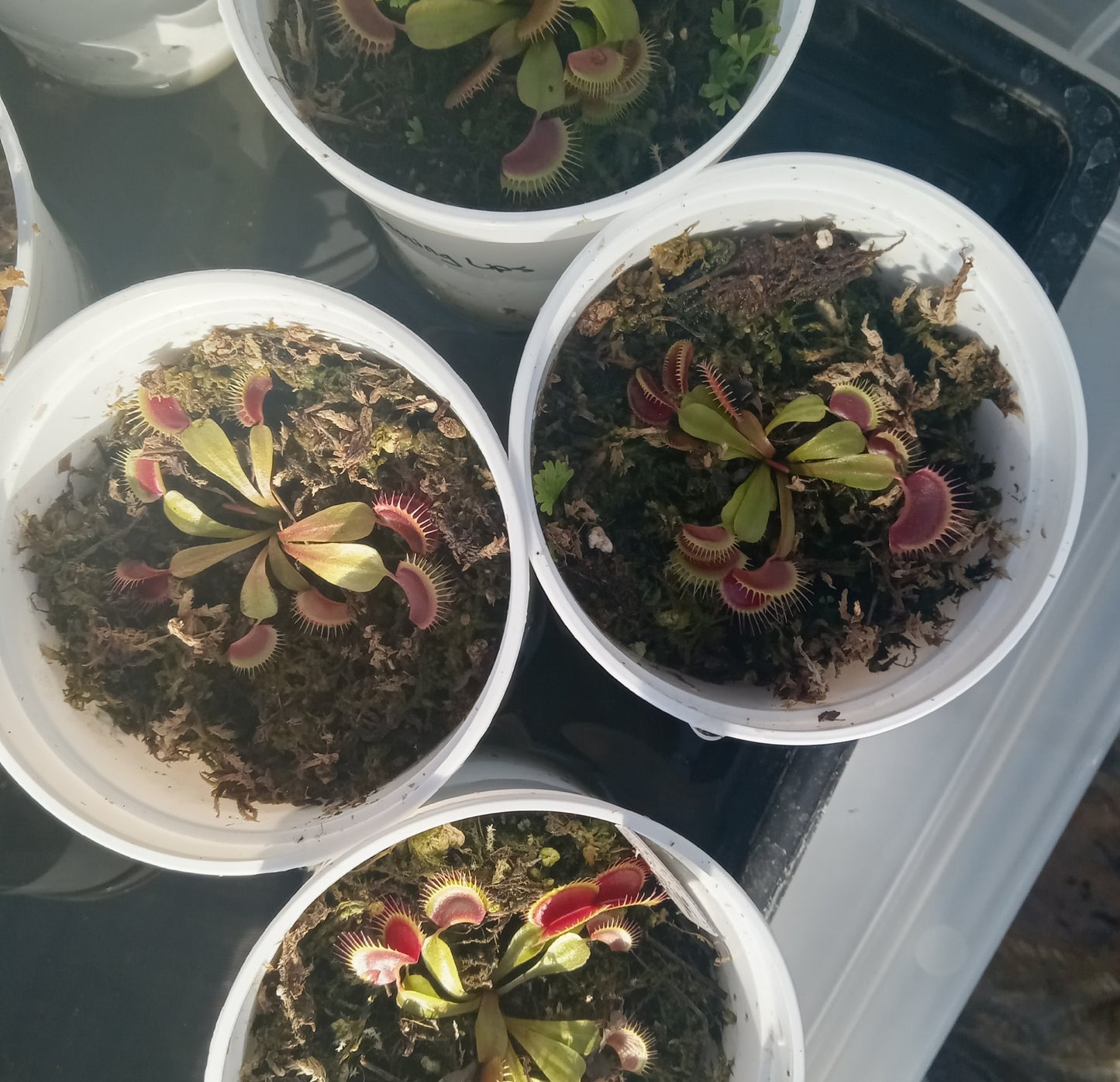 Dionaea musipula "Flaming Lips" (Venus Flytrap) .