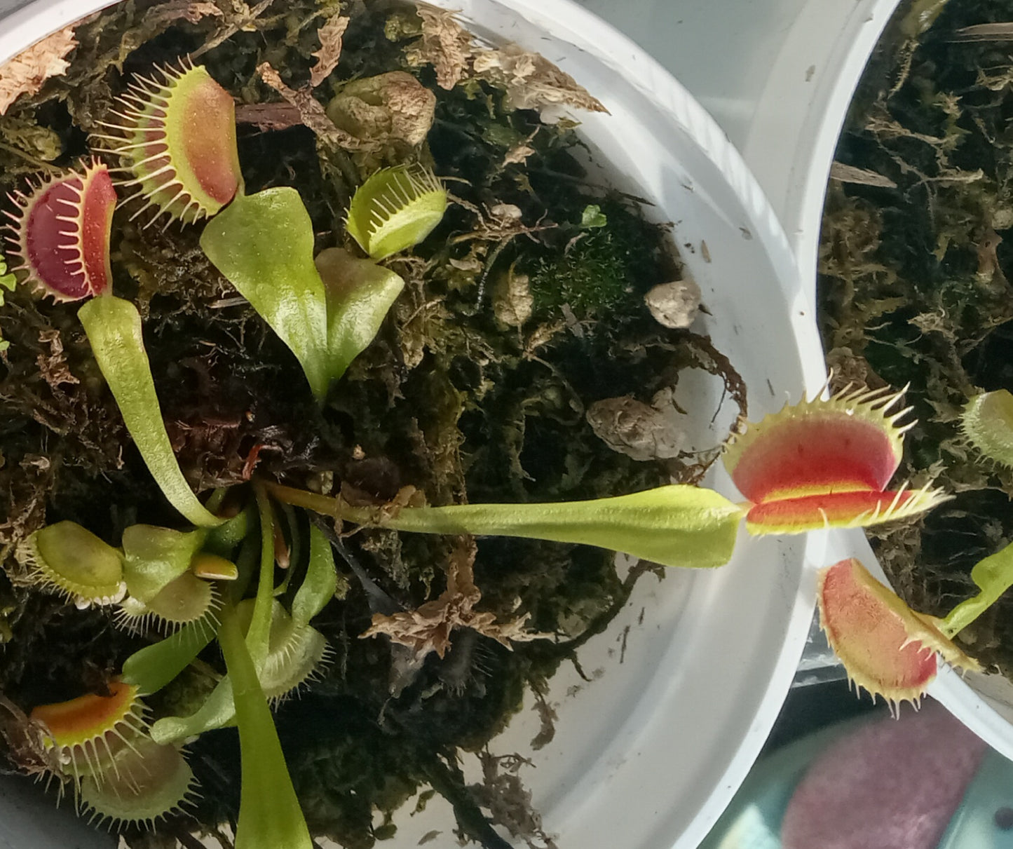 Dionaea musipula "B52" (Venus Flytrap)
