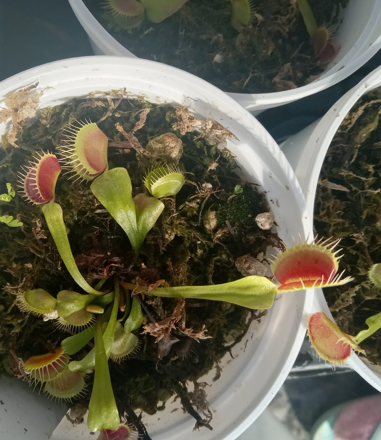 Dionaea musipula "B52" (Venus Flytrap)