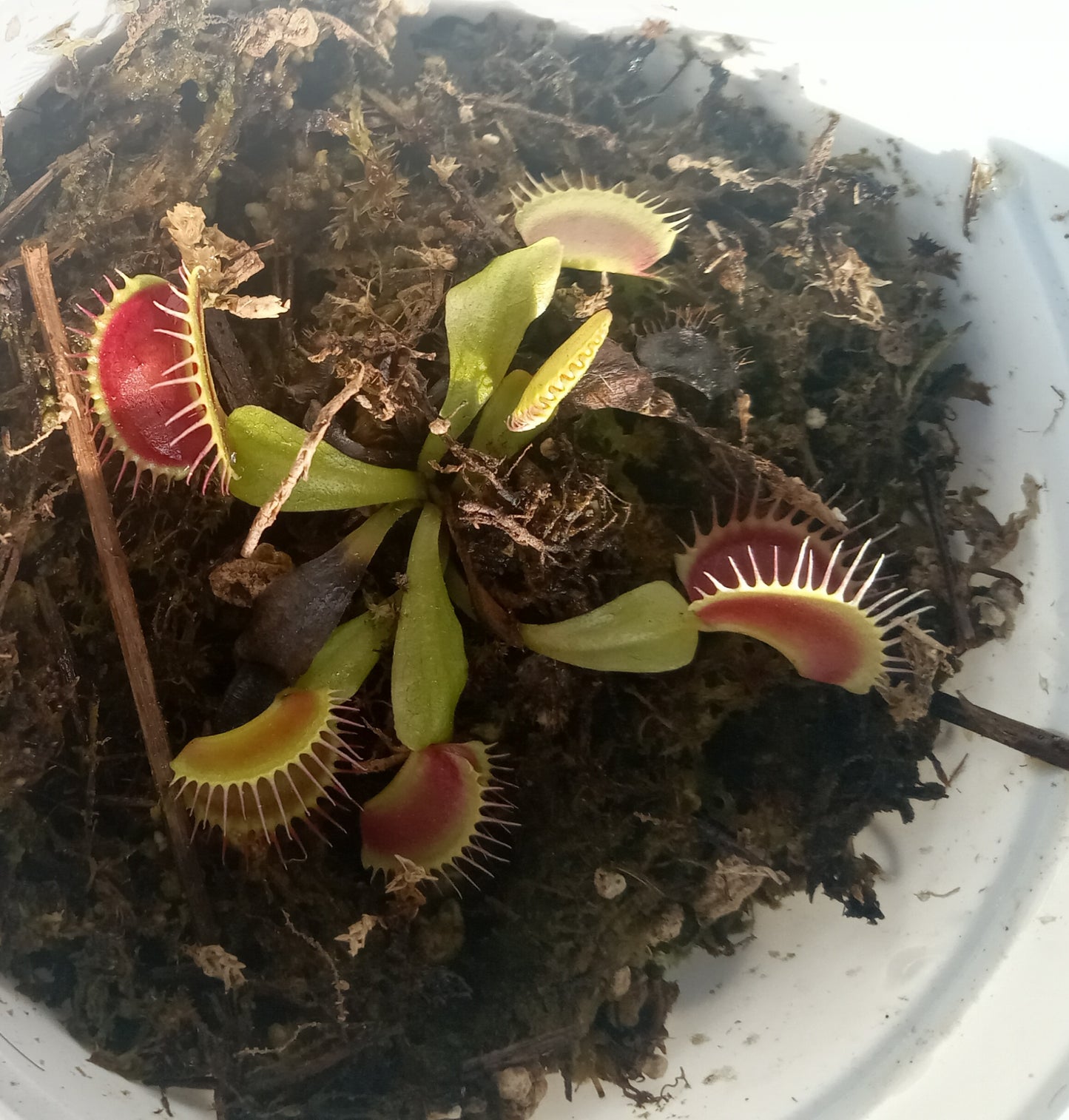 Dionaea musipula "B52" (Venus Flytrap)