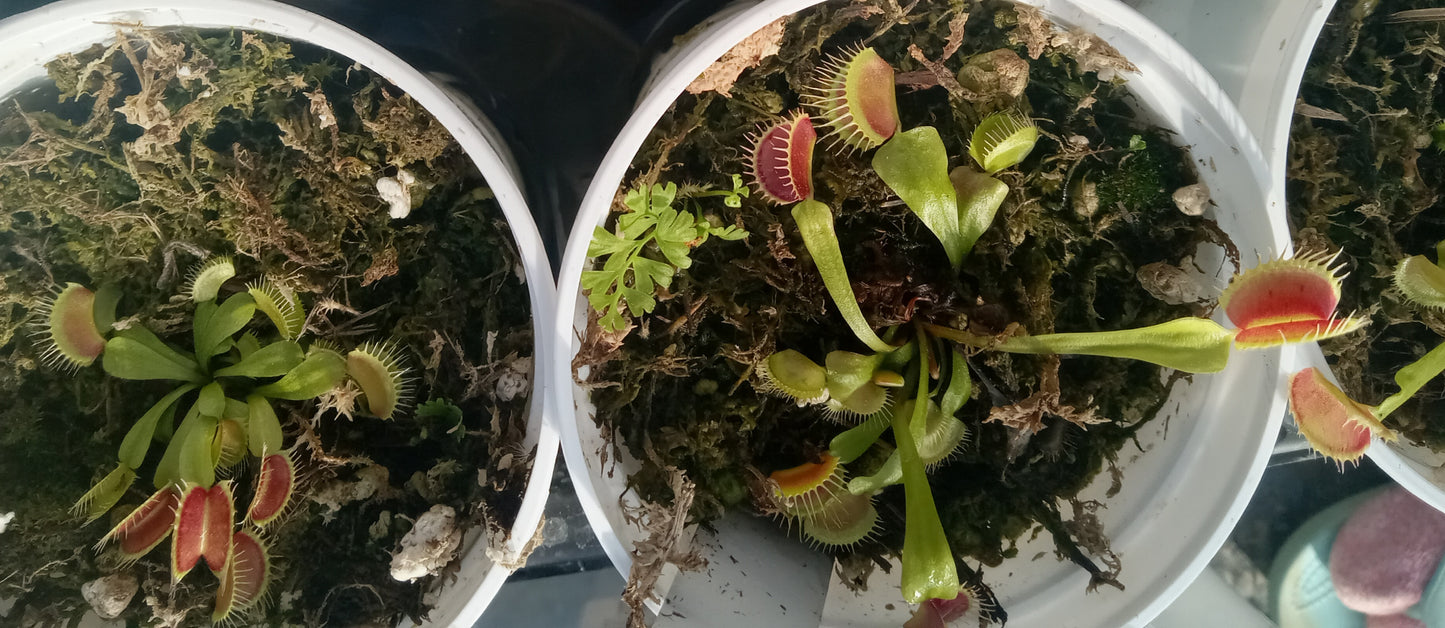 Dionaea musipula "B52" (Venus Flytrap)