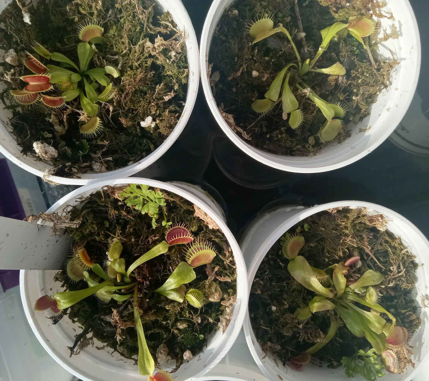 Dionaea musipula "B52" (Venus Flytrap)
