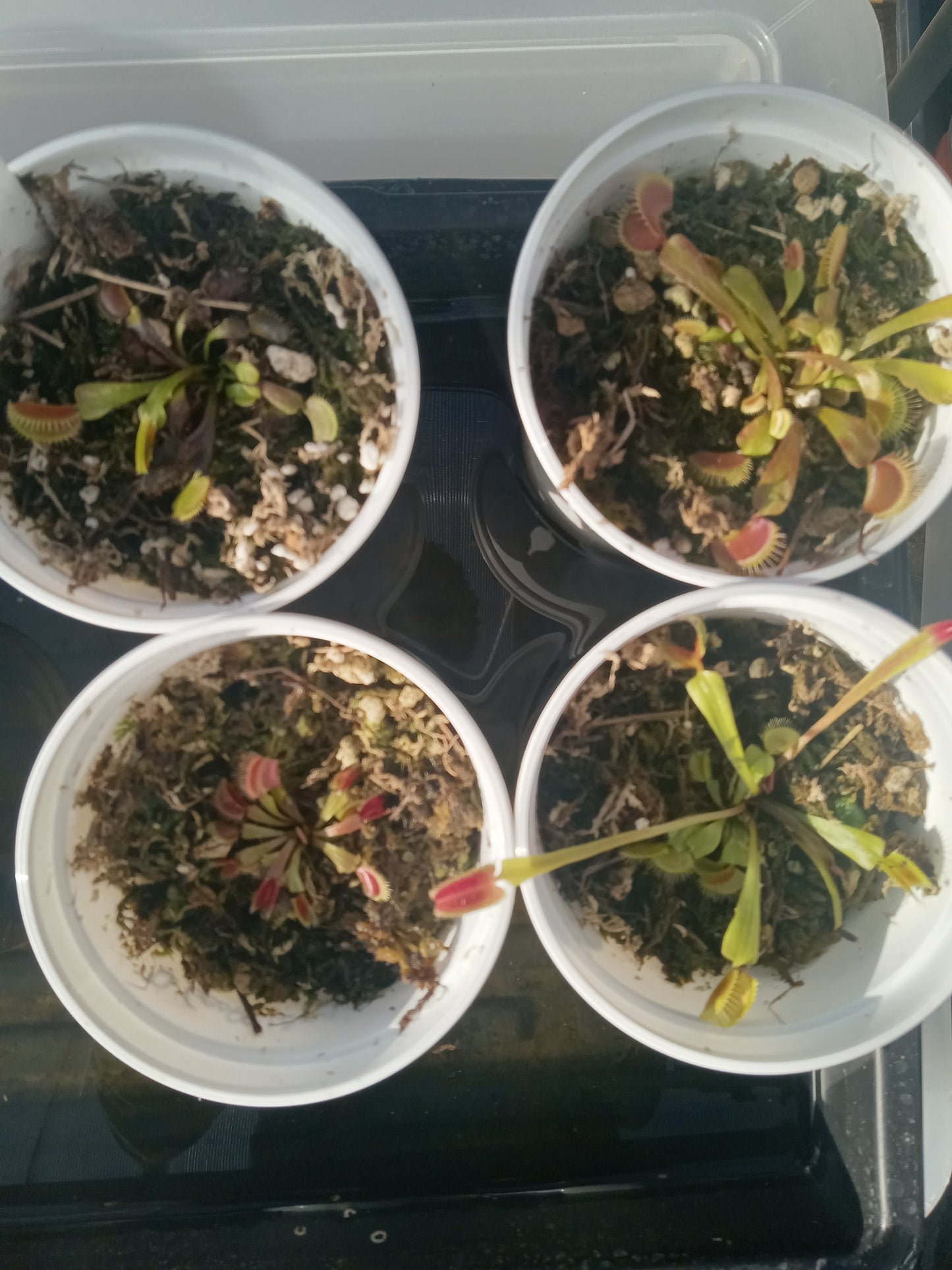 Dionaea musipula "Geoff Wong" (Venus Flytrap)