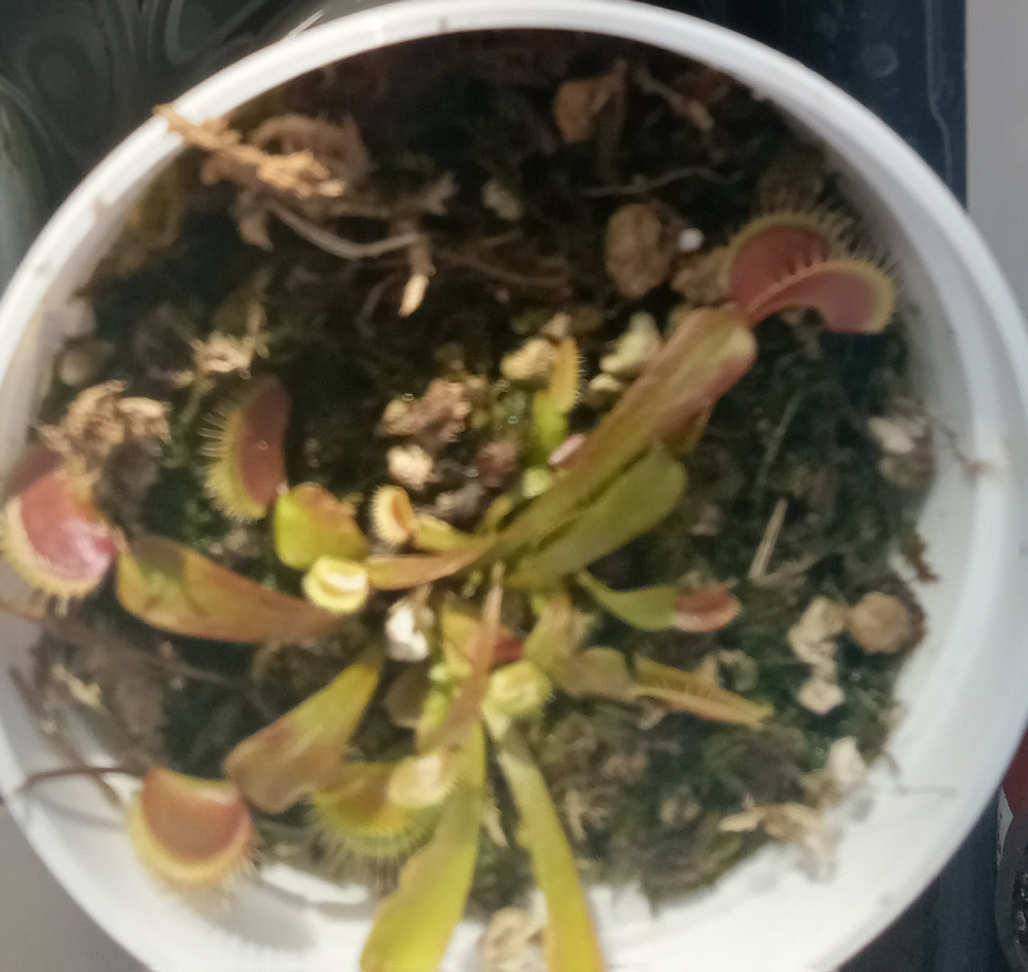 Dionaea musipula "Geoff Wong" (Venus Flytrap)