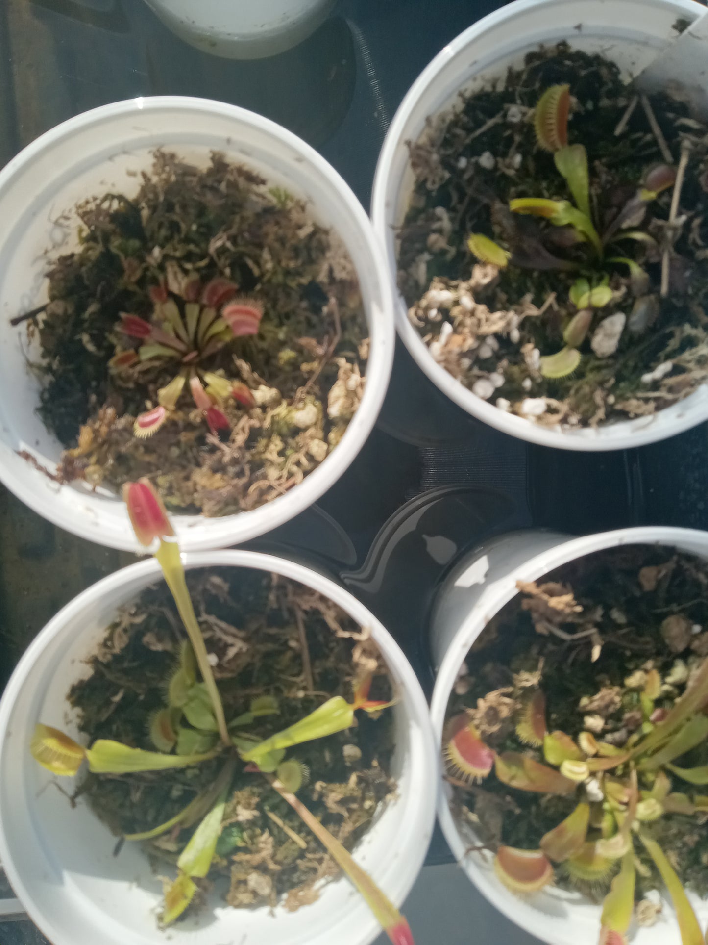 Dionaea musipula "Geoff Wong" (Venus Flytrap)