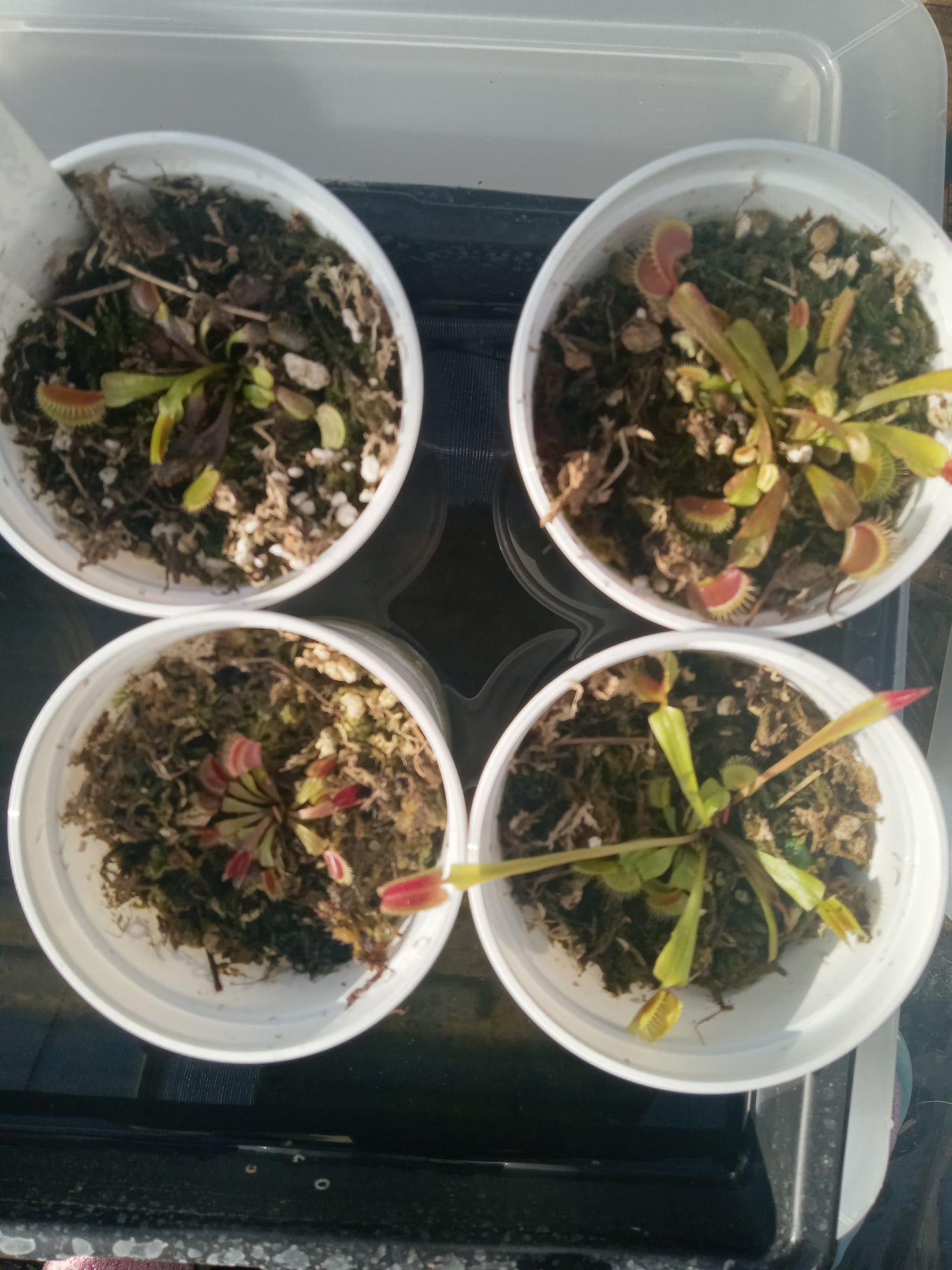 Dionaea musipula "Geoff Wong" (Venus Flytrap)