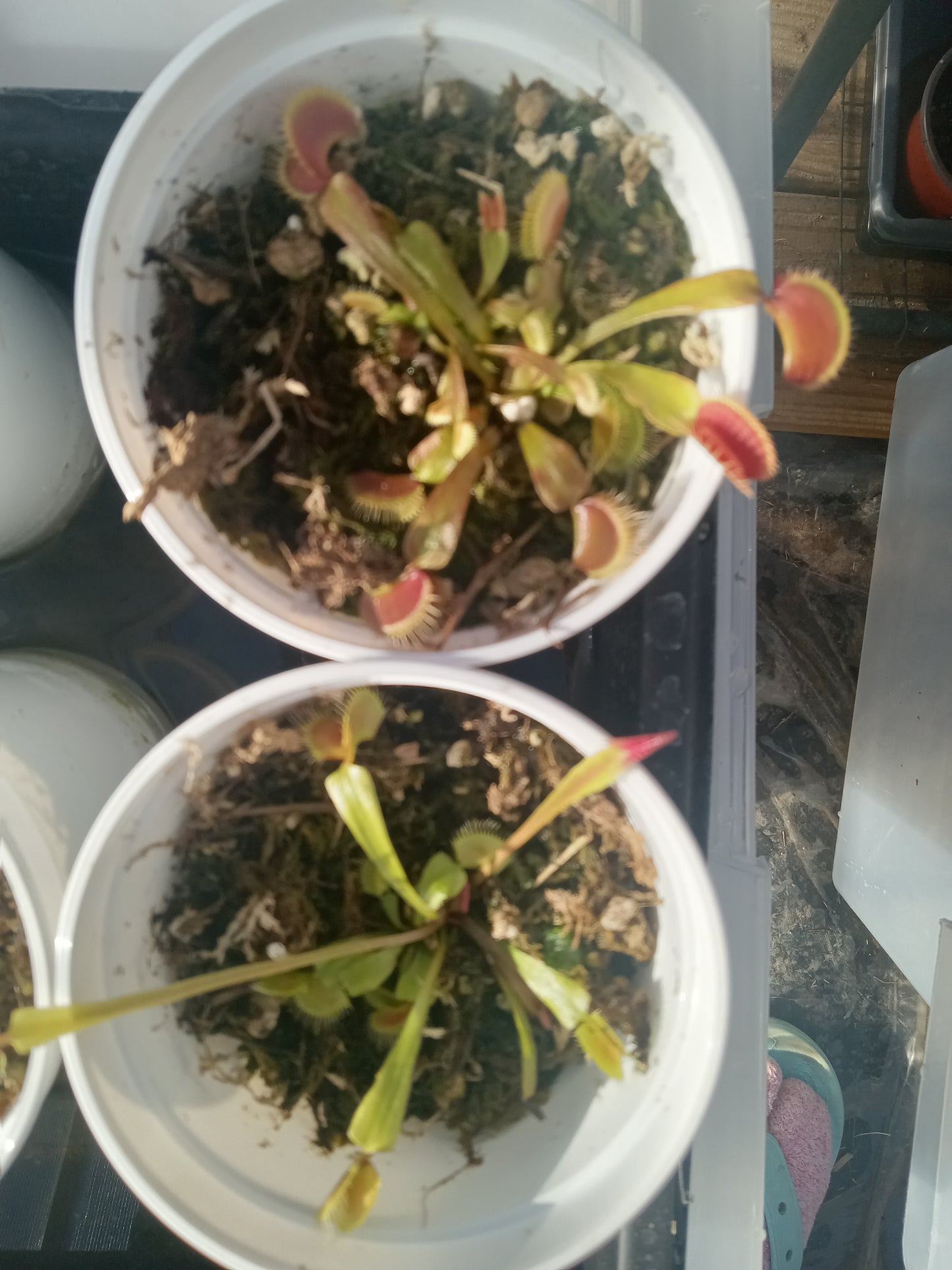 Dionaea musipula "Geoff Wong" (Venus Flytrap)