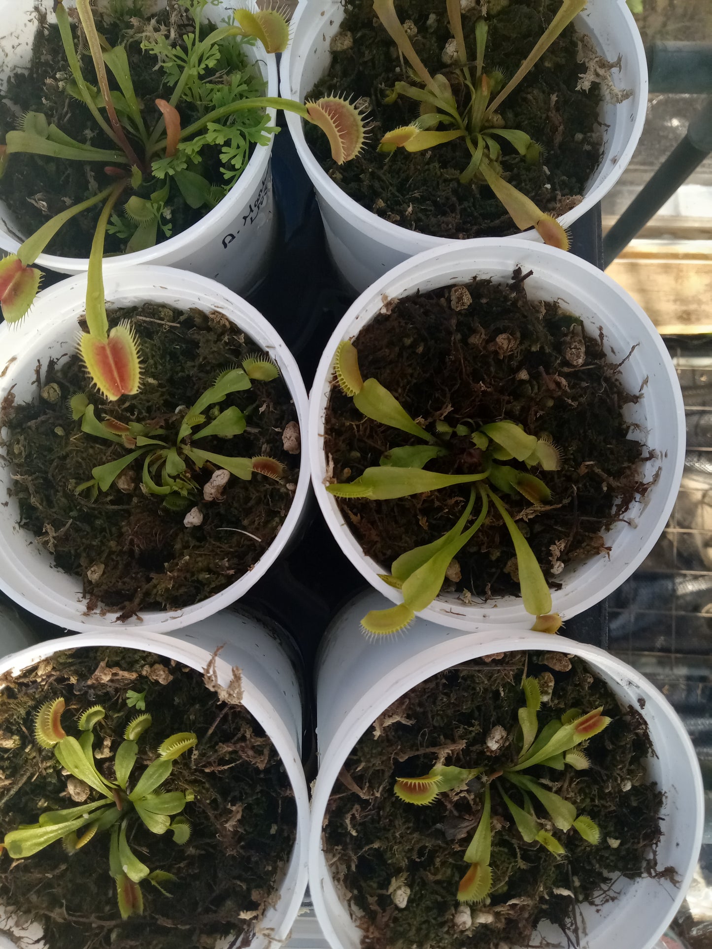 Dionaea musipula "Marta's Lips" (Venus Flytrap)