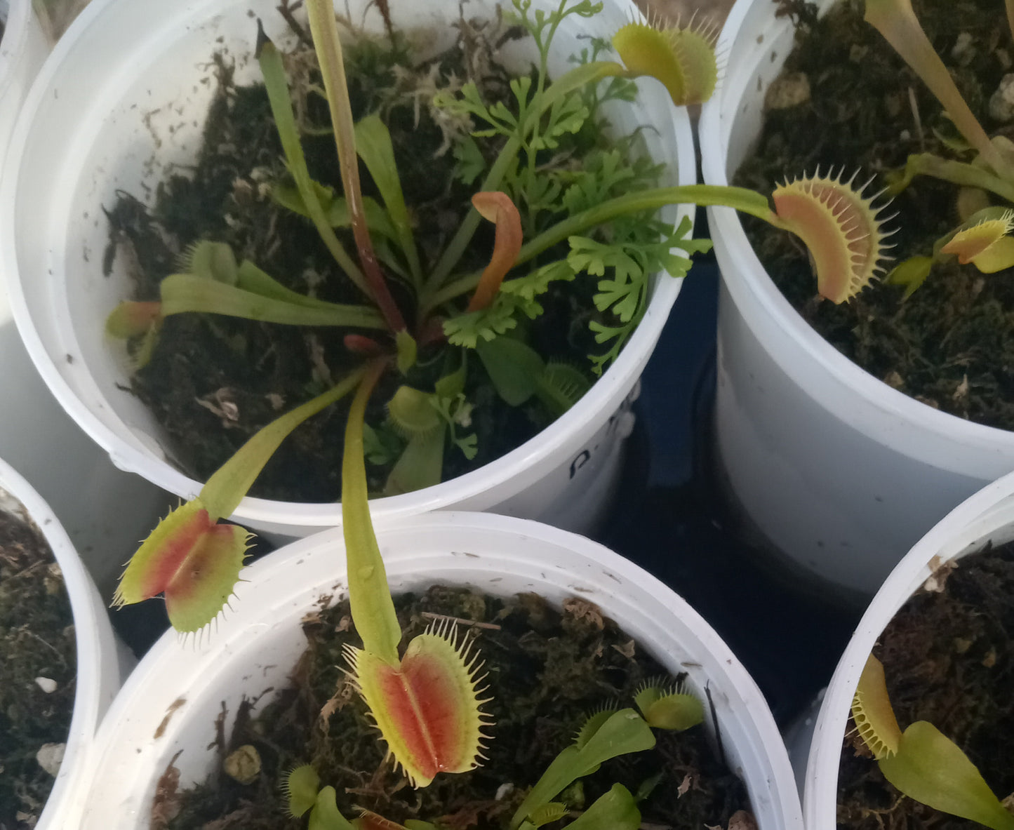 Dionaea musipula "Marta's Lips" (Venus Flytrap)