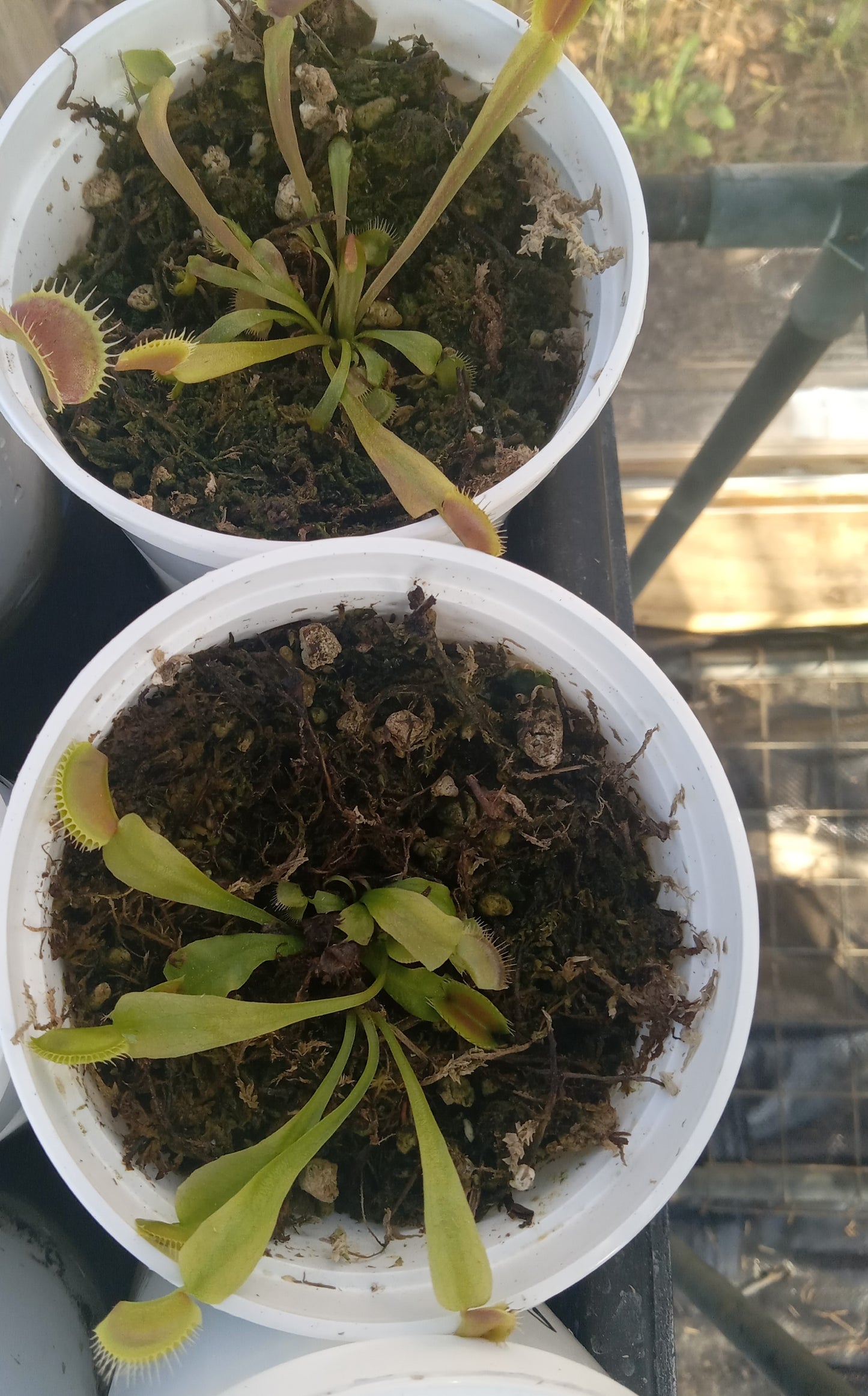 Dionaea musipula "Marta's Lips" (Venus Flytrap)