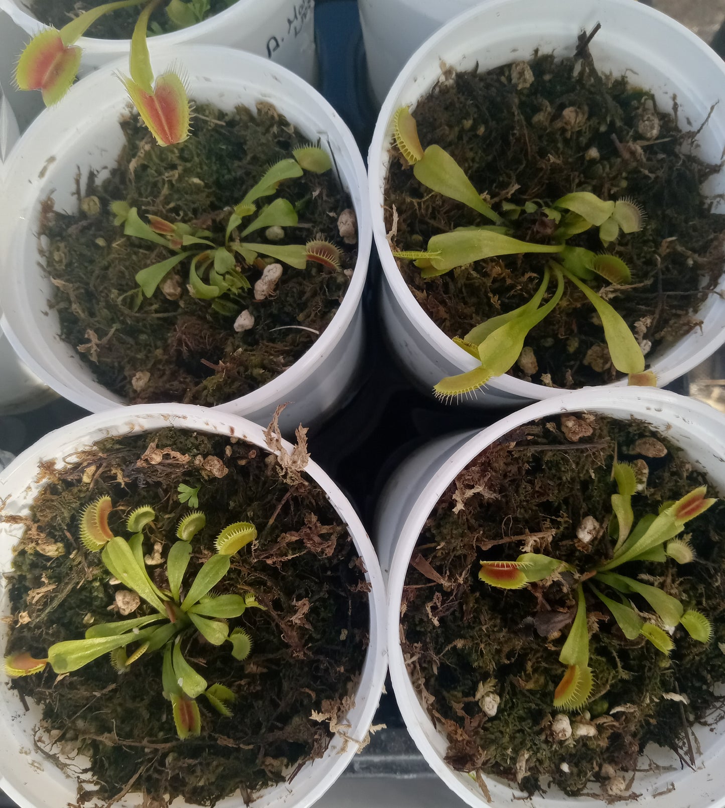 Dionaea musipula "Marta's Lips" (Venus Flytrap)