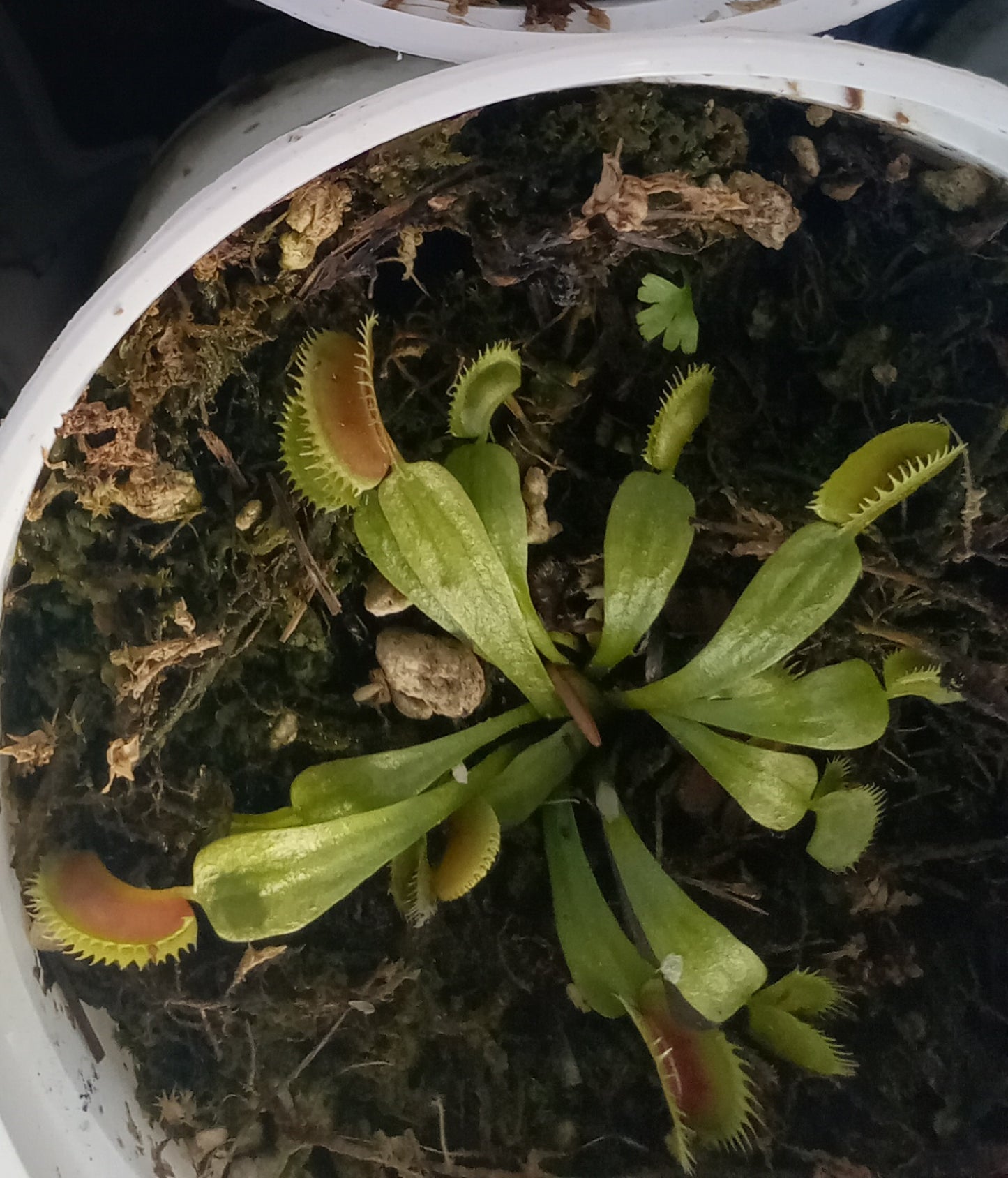 Dionaea musipula "Marta's Lips" (Venus Flytrap)