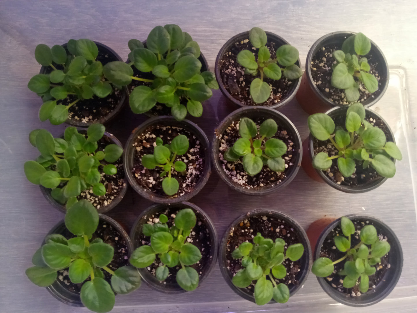 Saintpaulia (African Violet)