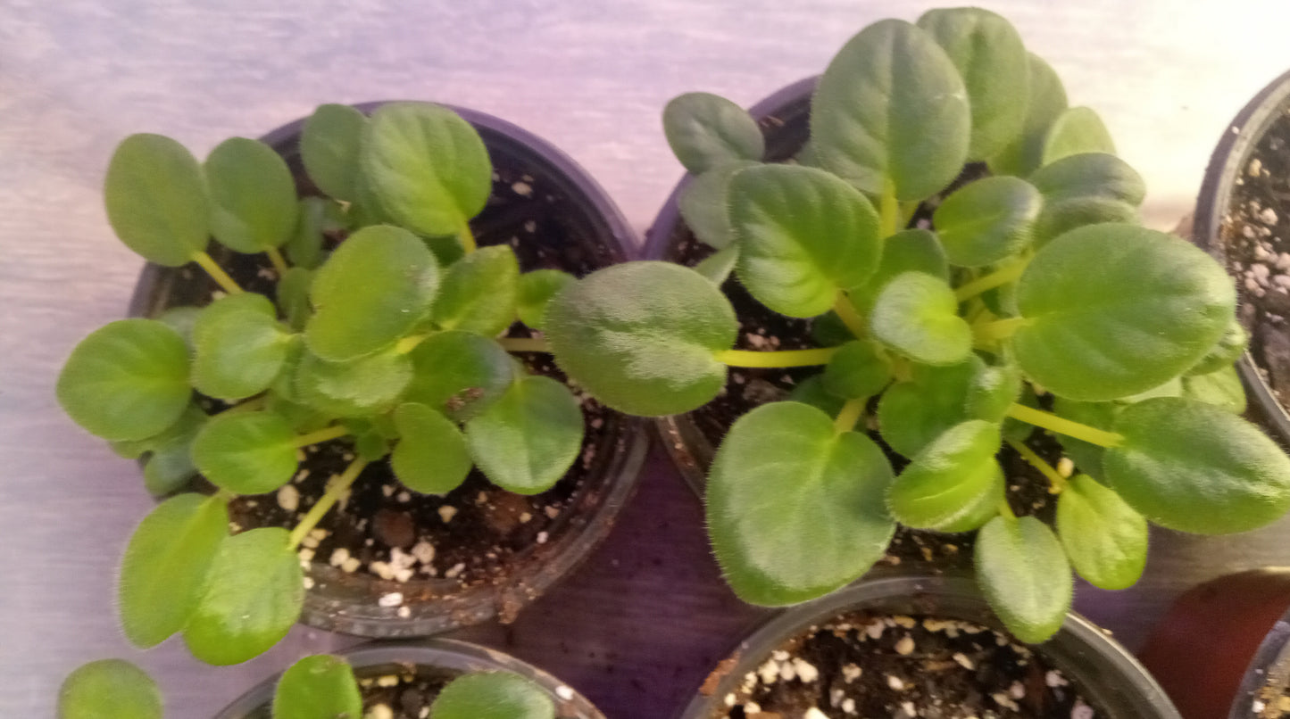 Saintpaulia (African Violet)